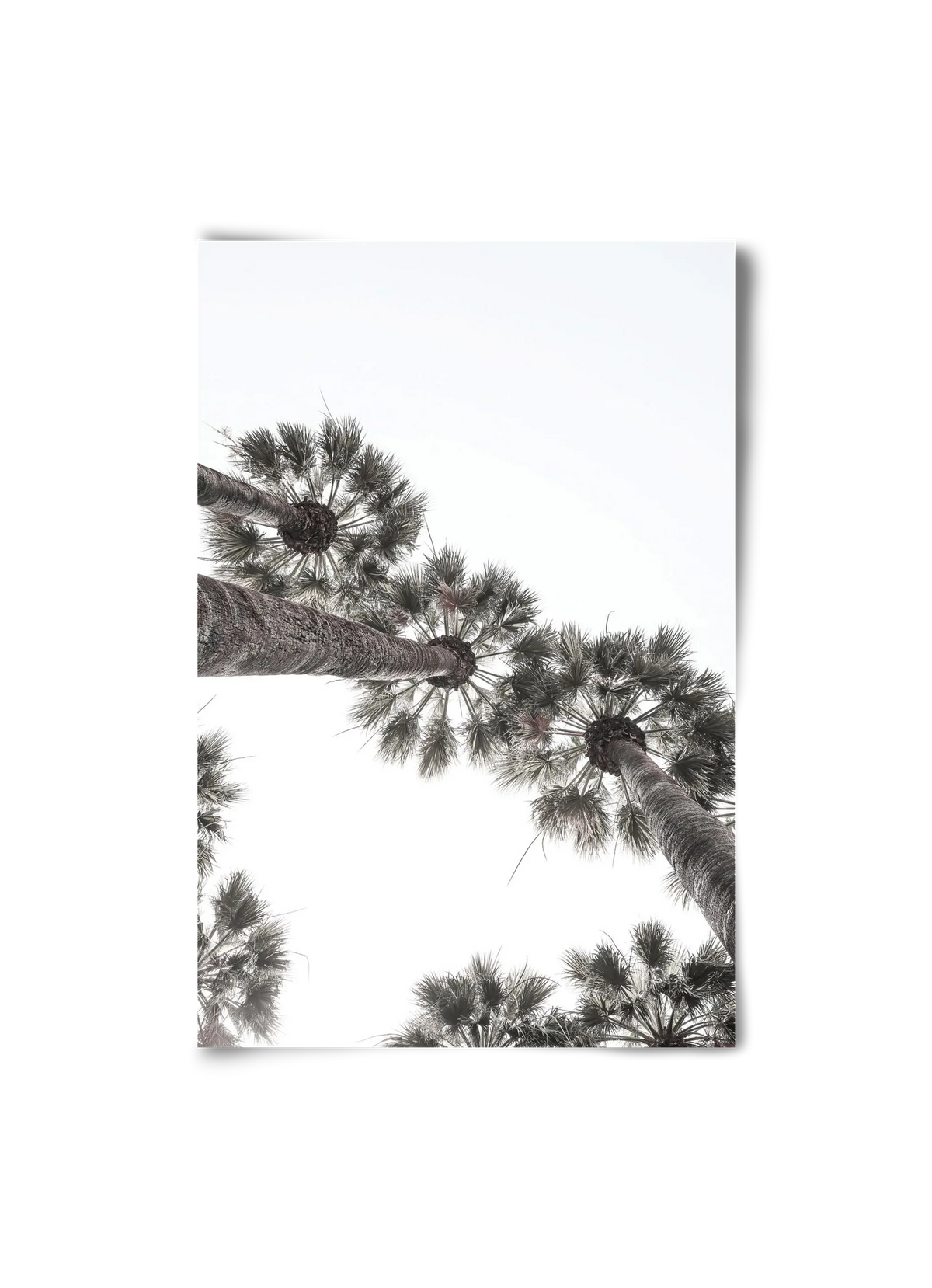 Bodrum Plams - artbridge