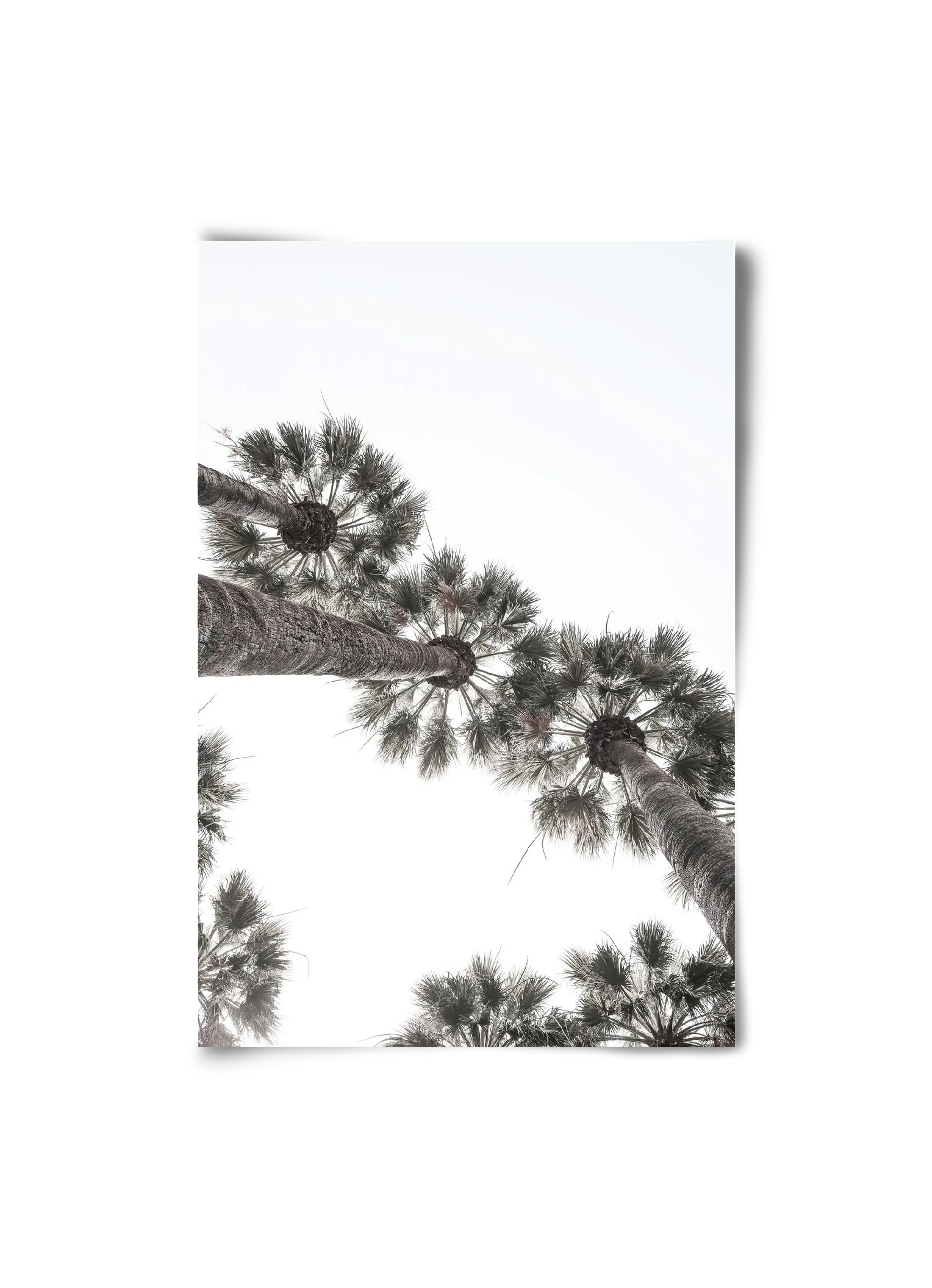 Bodrum Plams - artbridge