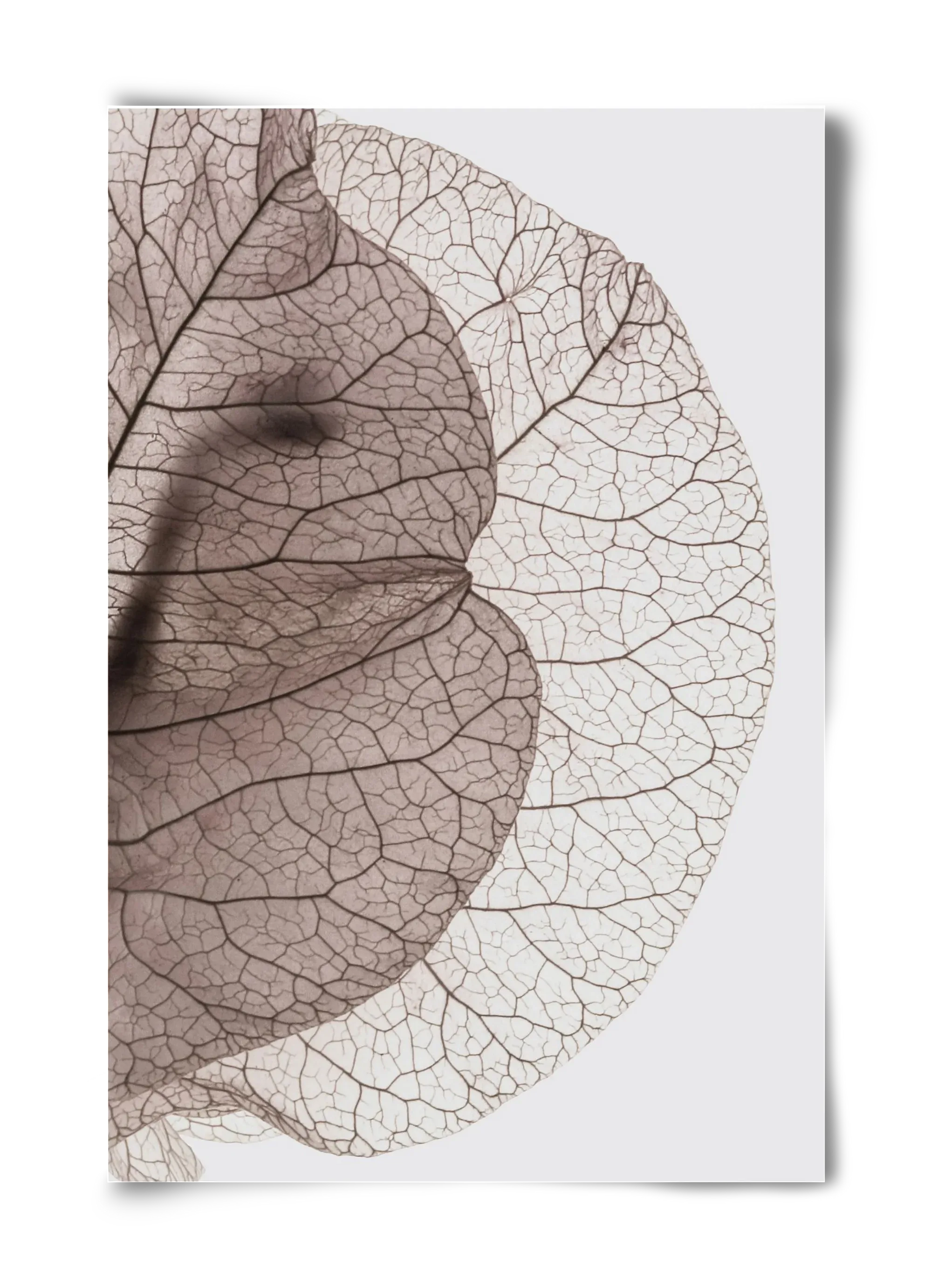 Bougainvillea Island - artbridge