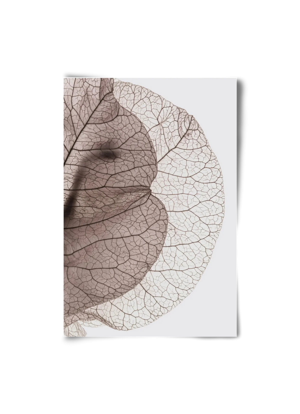 Bougainvillea Island - artbridge