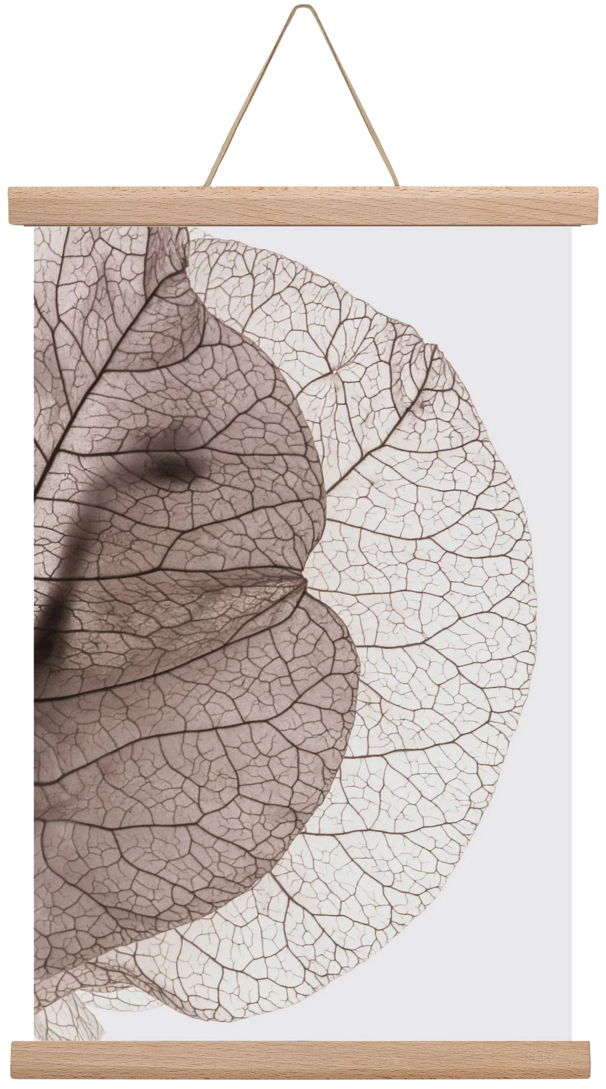 Bougainvillea Island - artbridge
