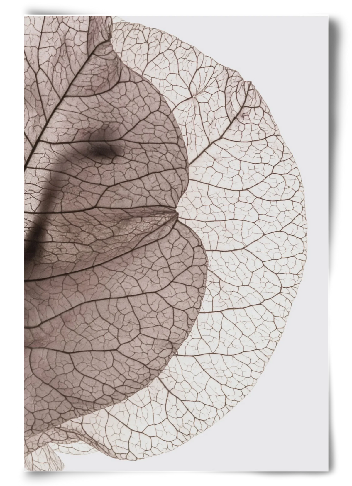 Bougainvillea Island - artbridge