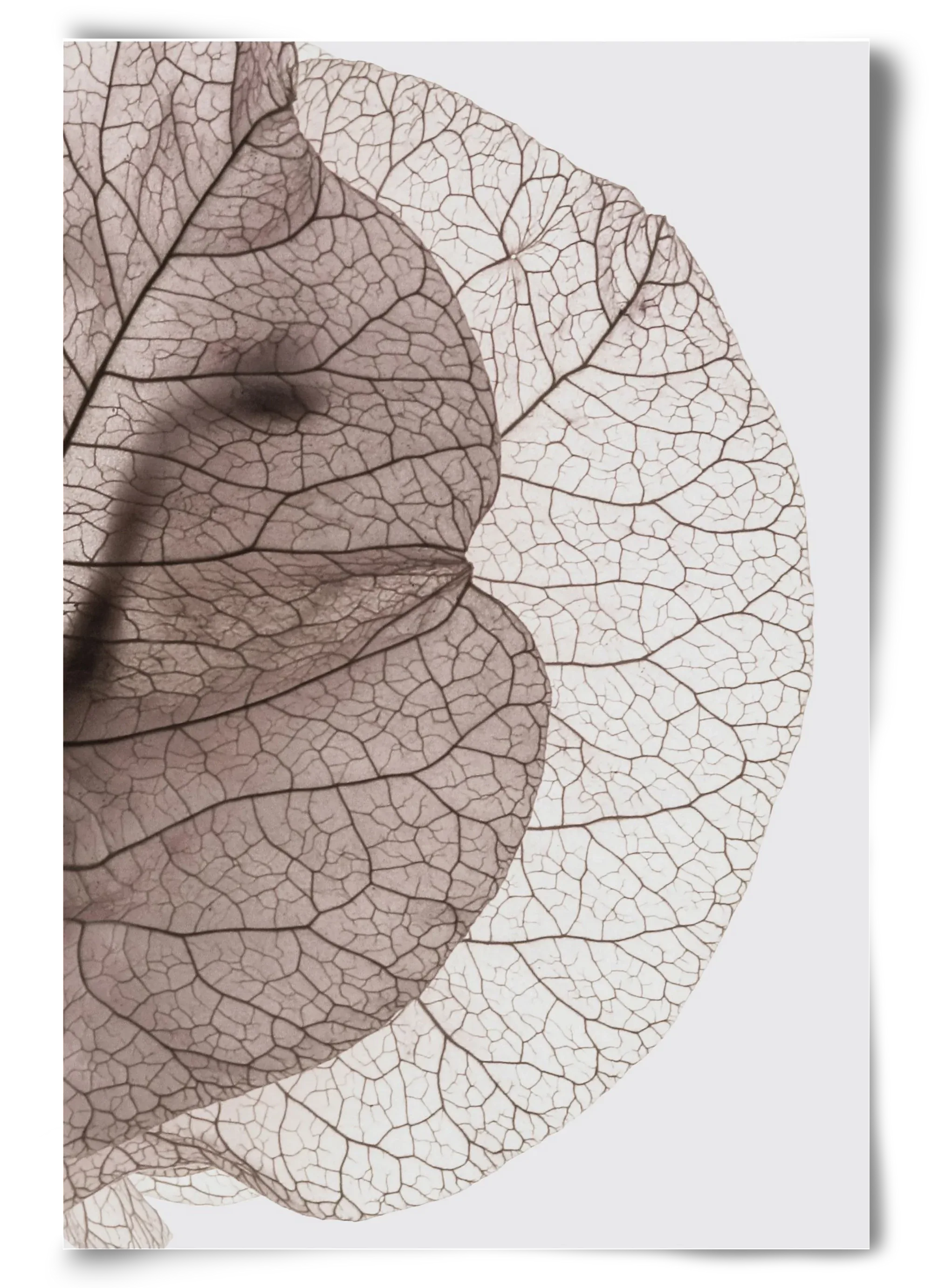 Bougainvillea Island - artbridge