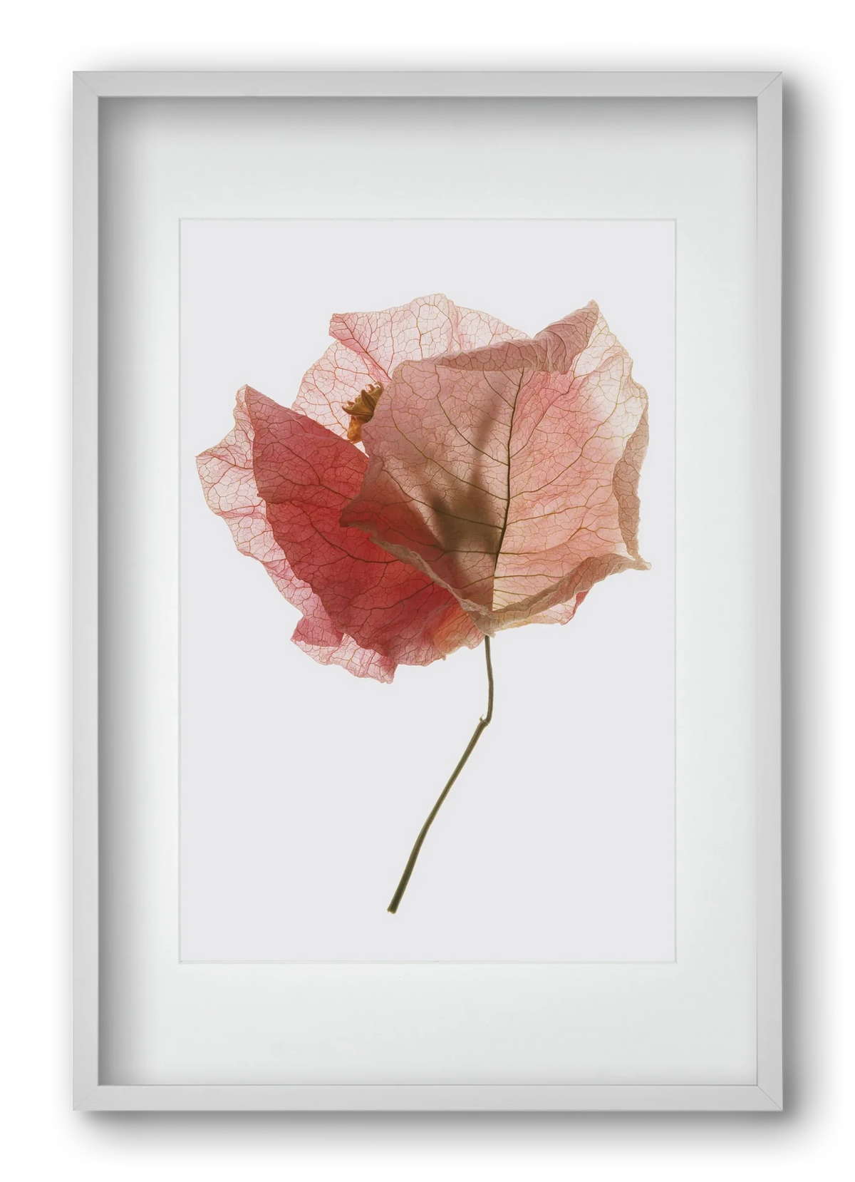 Bougainvillea study - artbridge