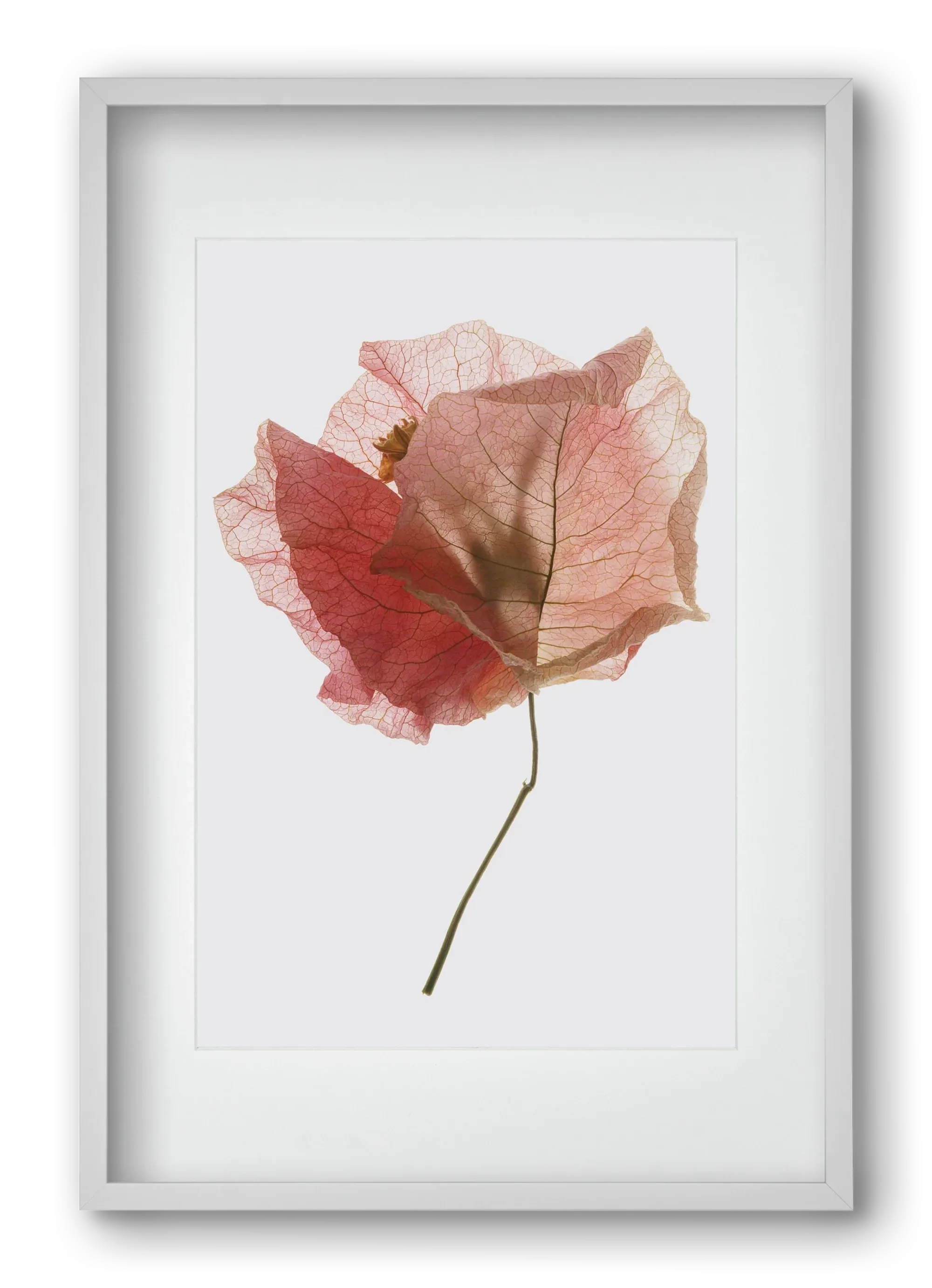 Bougainvillea study - artbridge