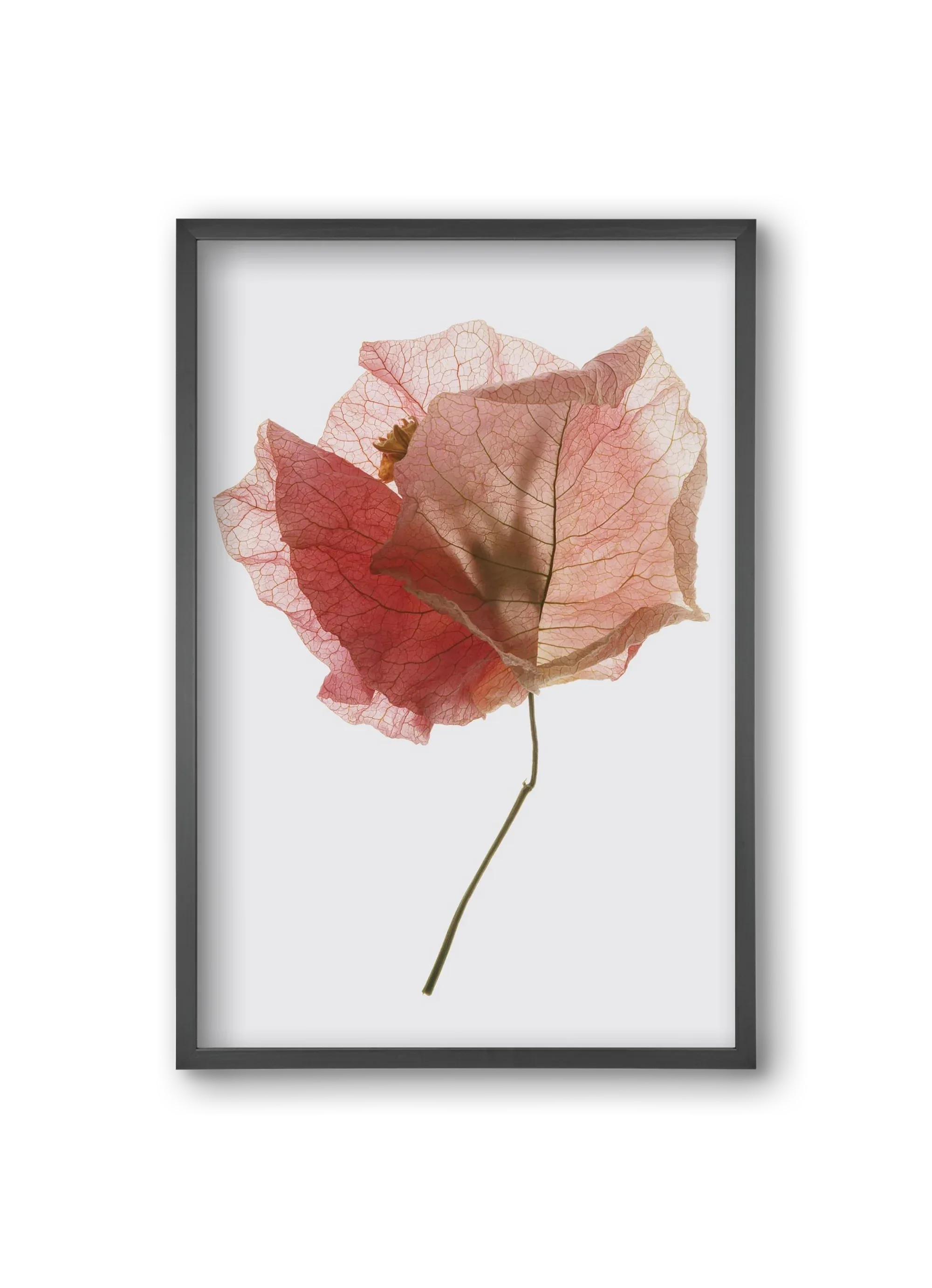 Bougainvillea study - artbridge