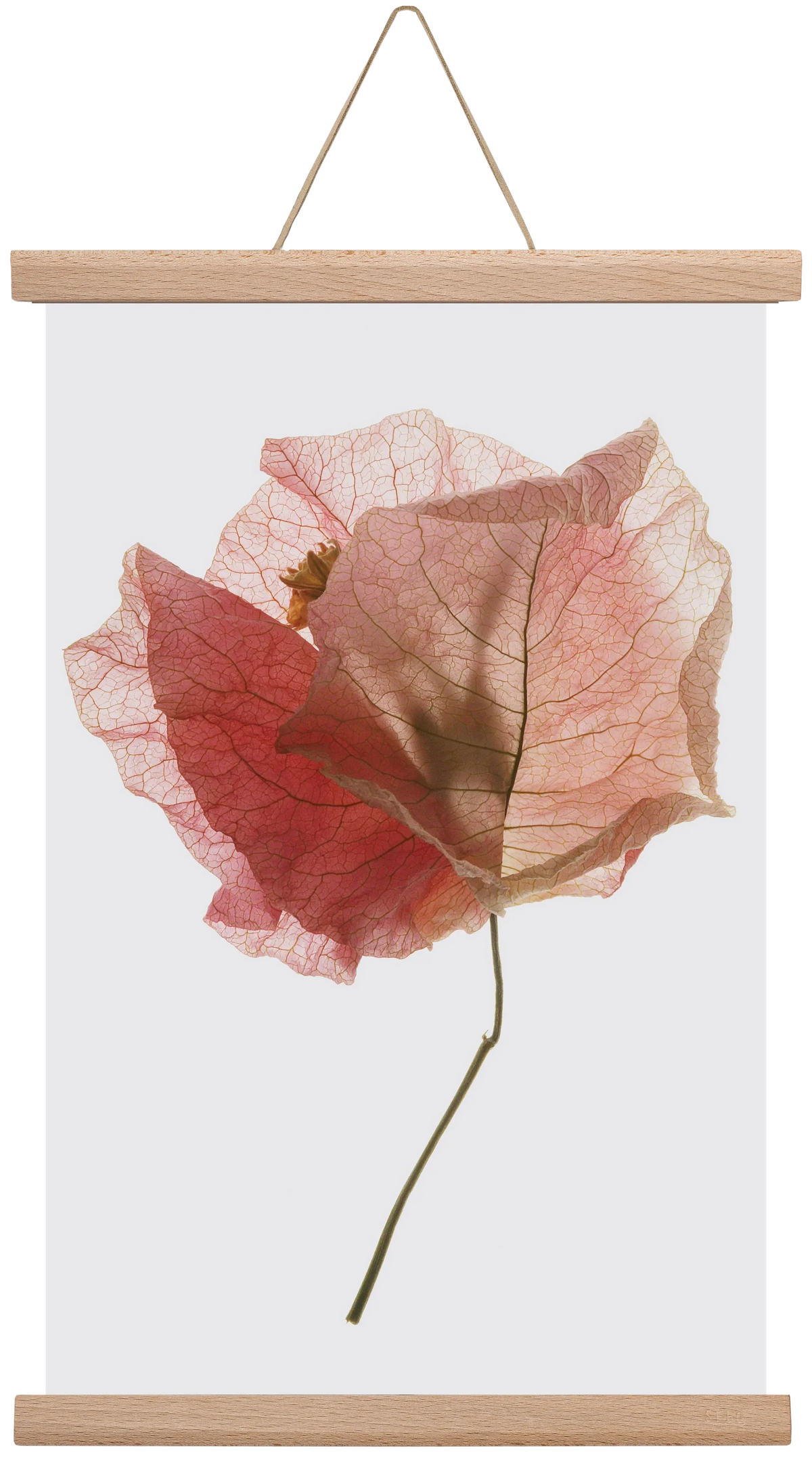 Bougainvillea study - artbridge