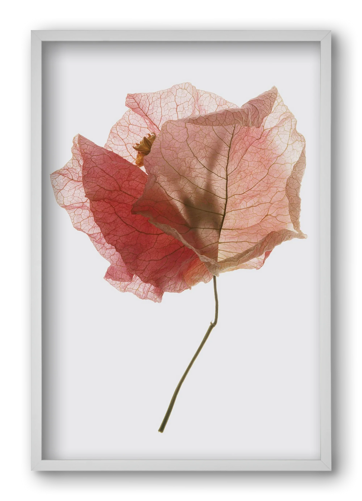 Bougainvillea study - artbridge