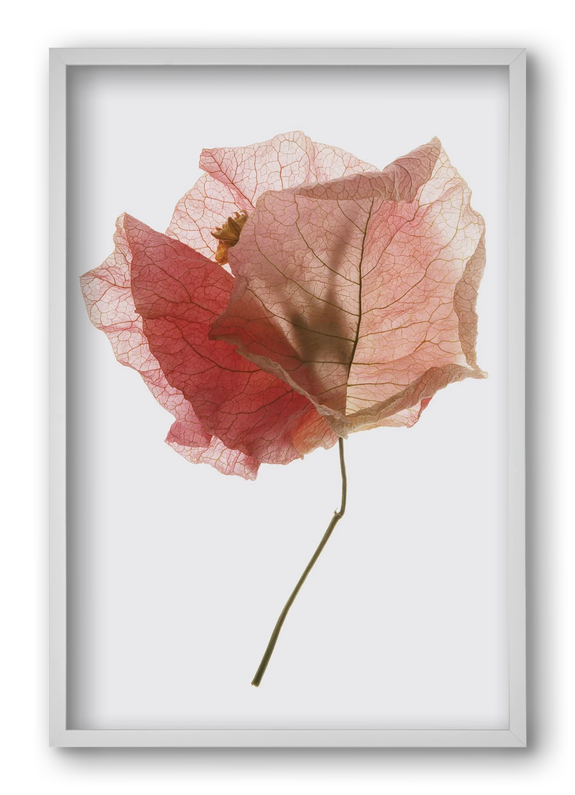 Bougainvillea study - artbridge