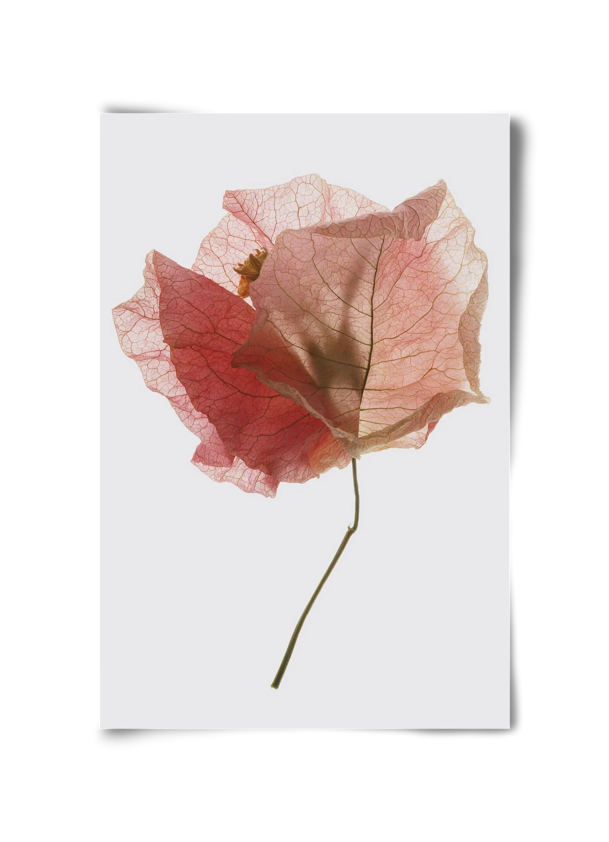 Bougainvillea study - artbridge