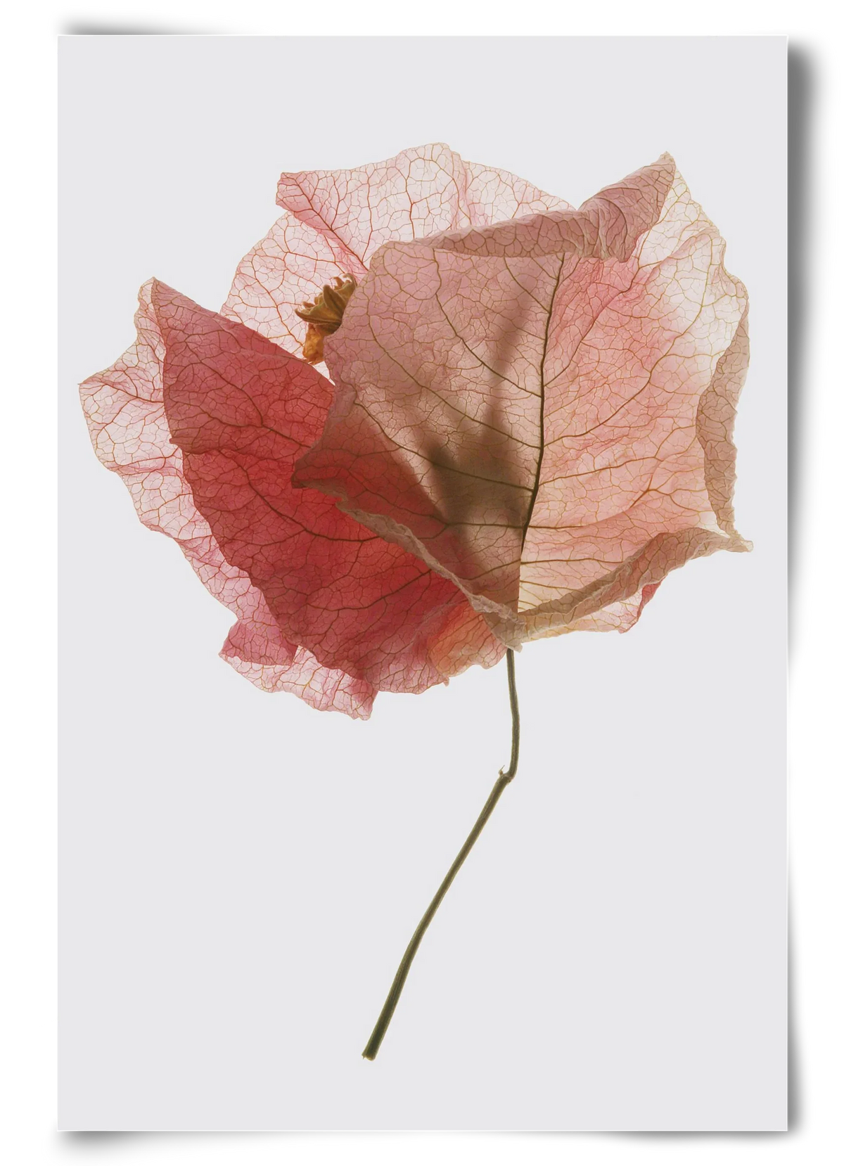 Bougainvillea study - artbridge