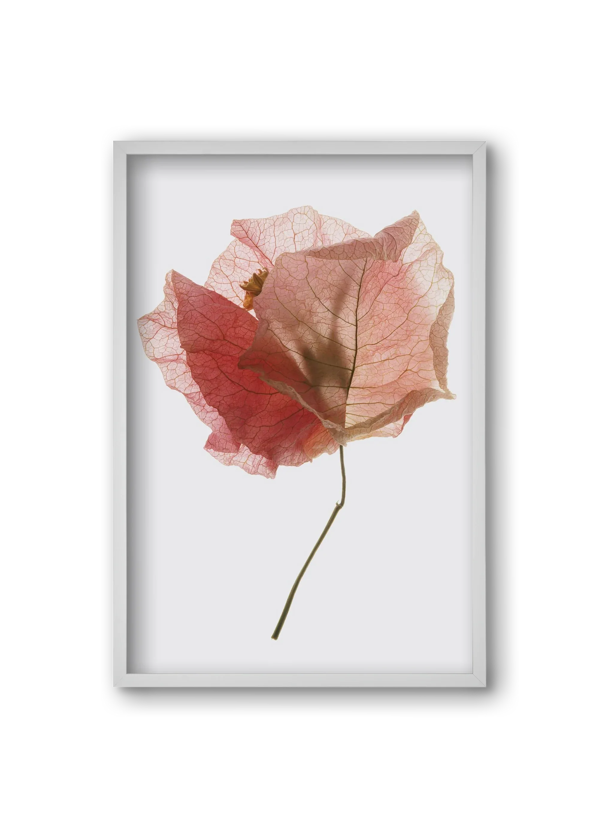 Bougainvillea study - artbridge