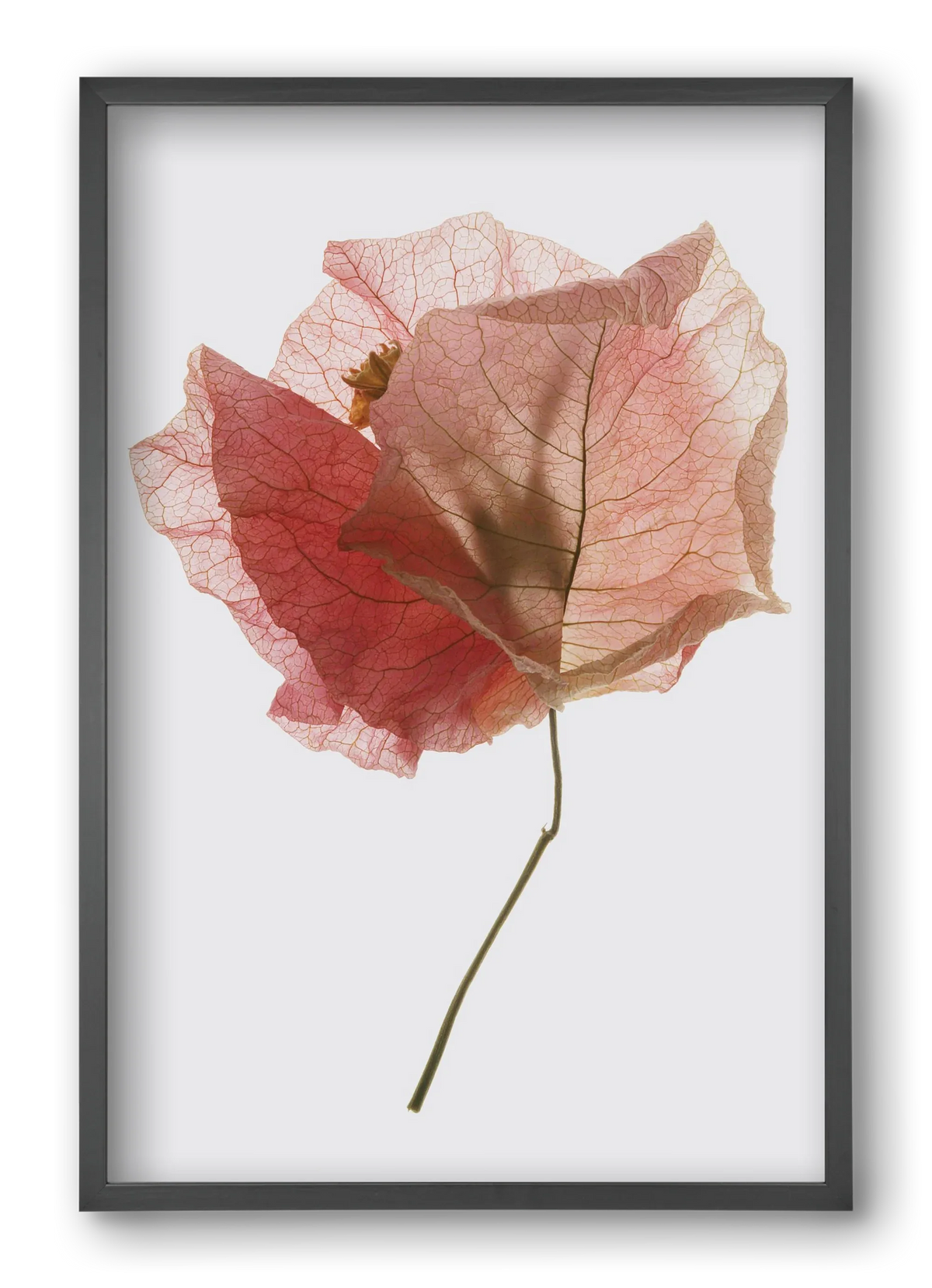 Bougainvillea study - artbridge