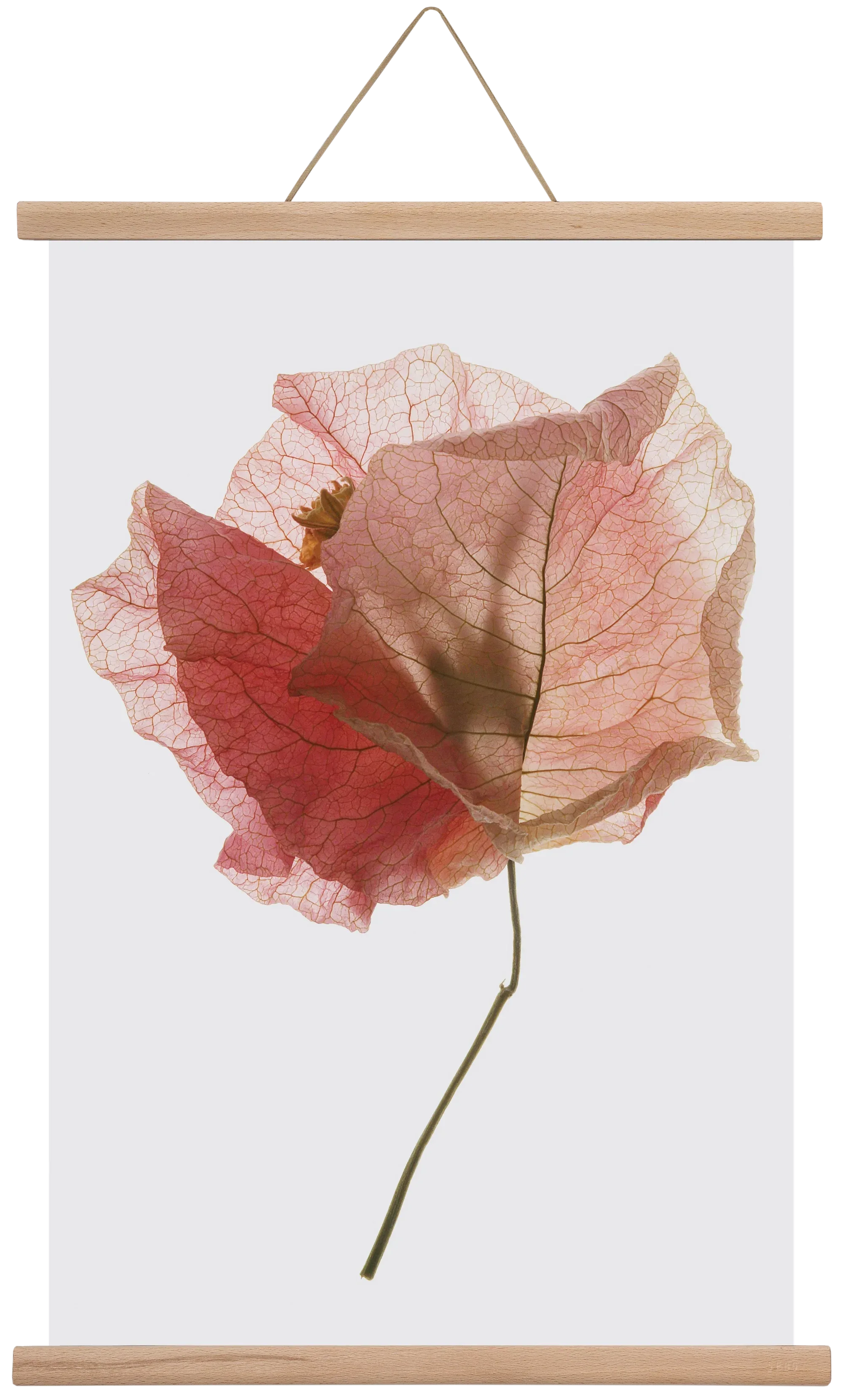 Bougainvillea study - artbridge