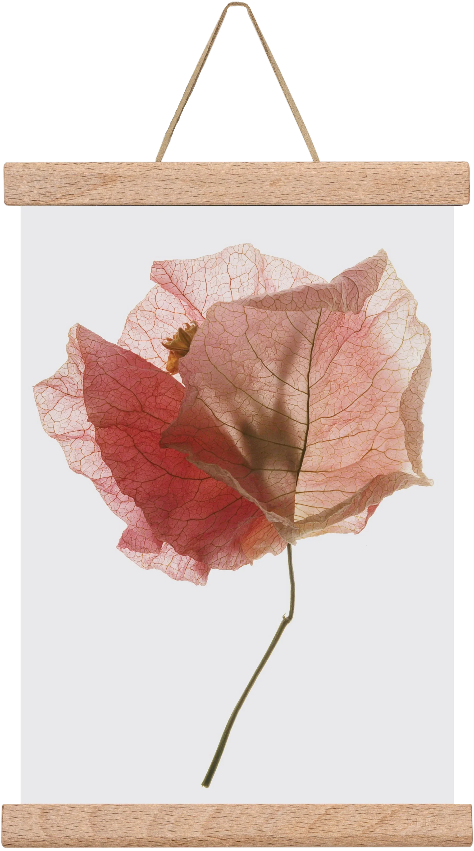 Bougainvillea study - artbridge