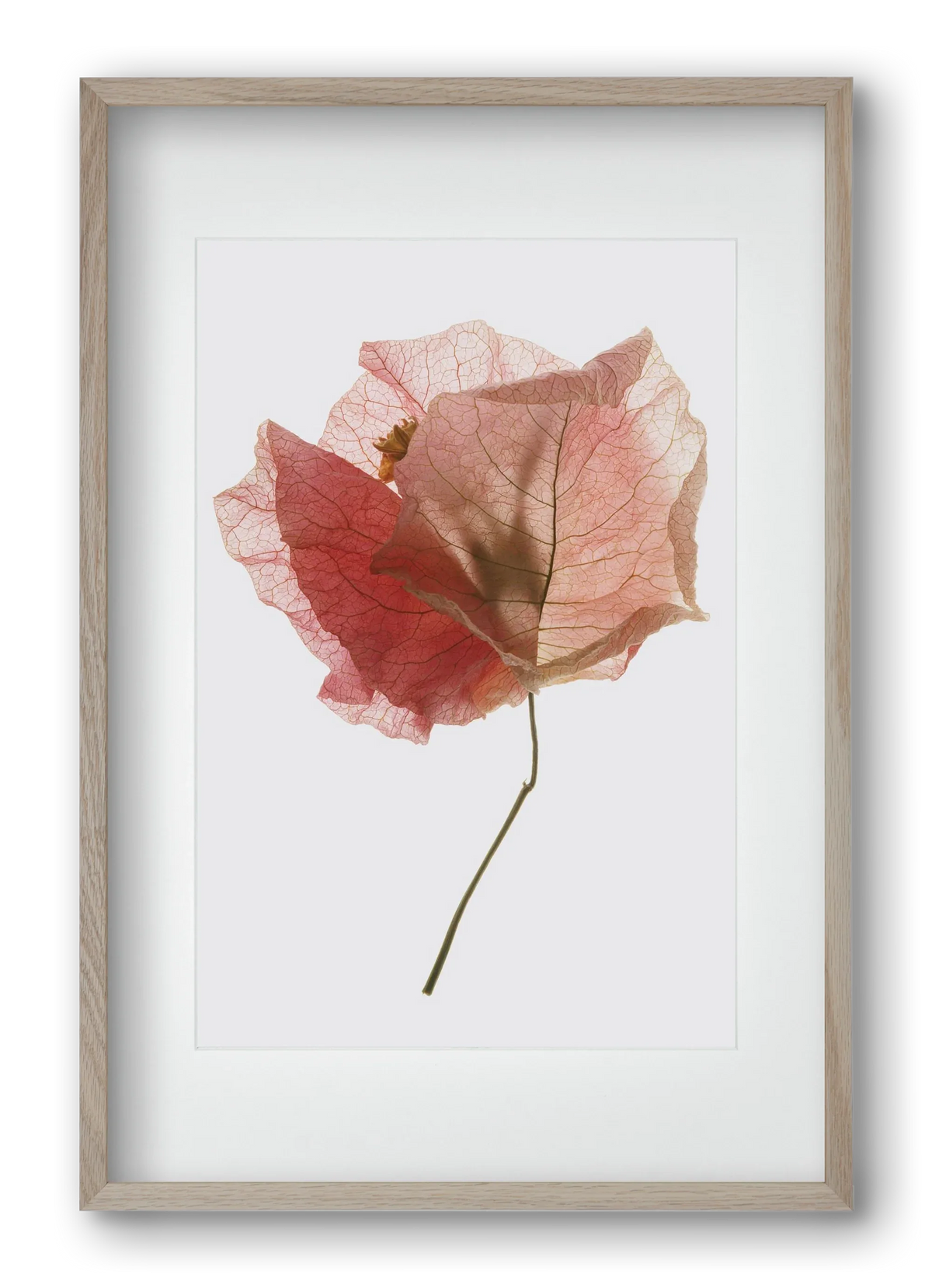 Bougainvillea study - artbridge