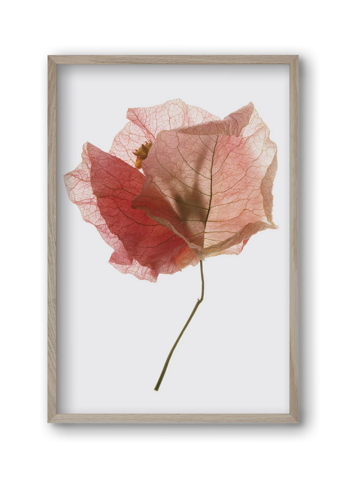Bougainvillea study - artbridge