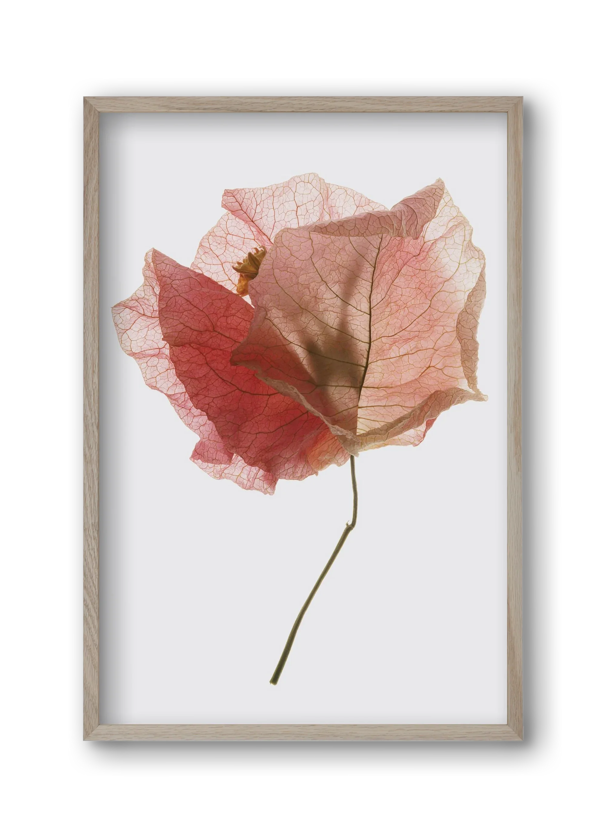 Bougainvillea study - artbridge
