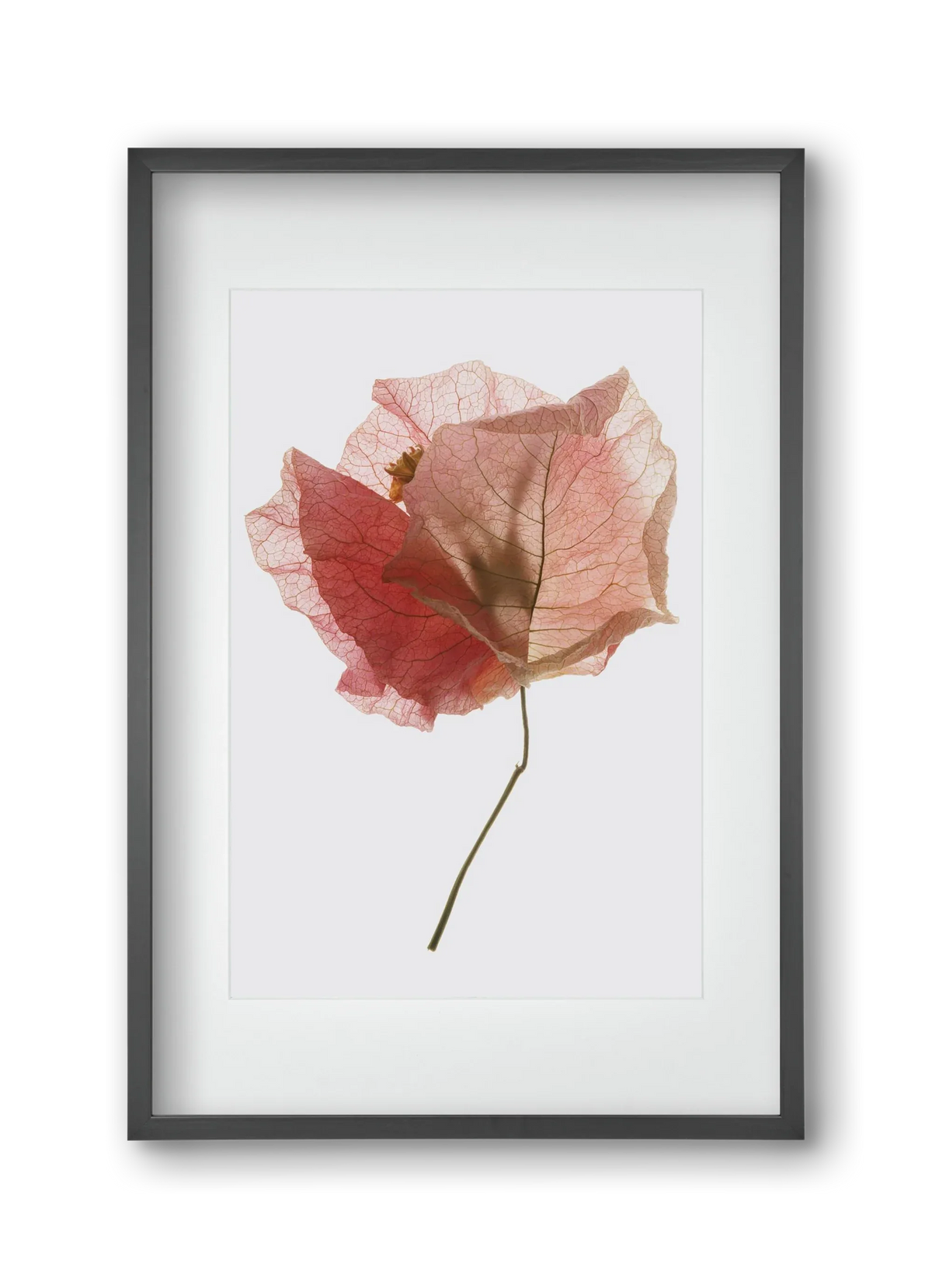 Bougainvillea study - artbridge