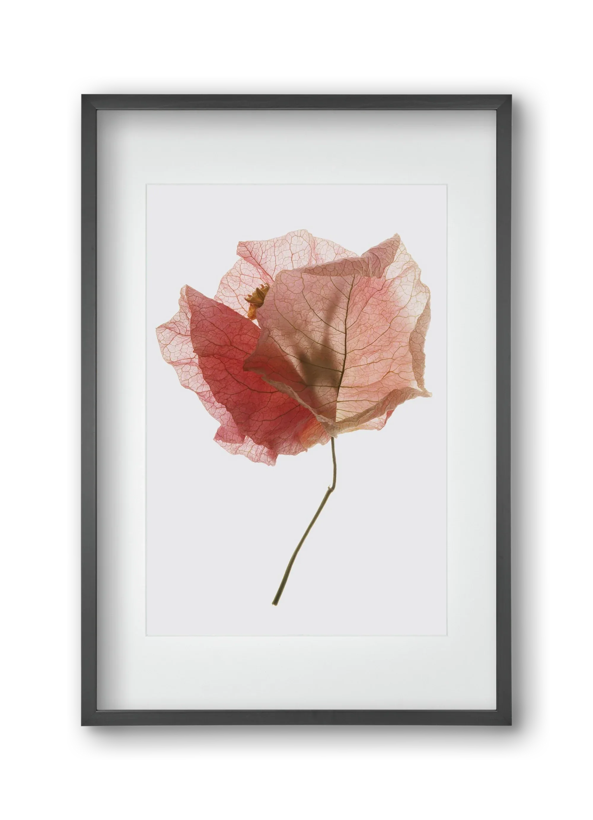 Bougainvillea study - artbridge