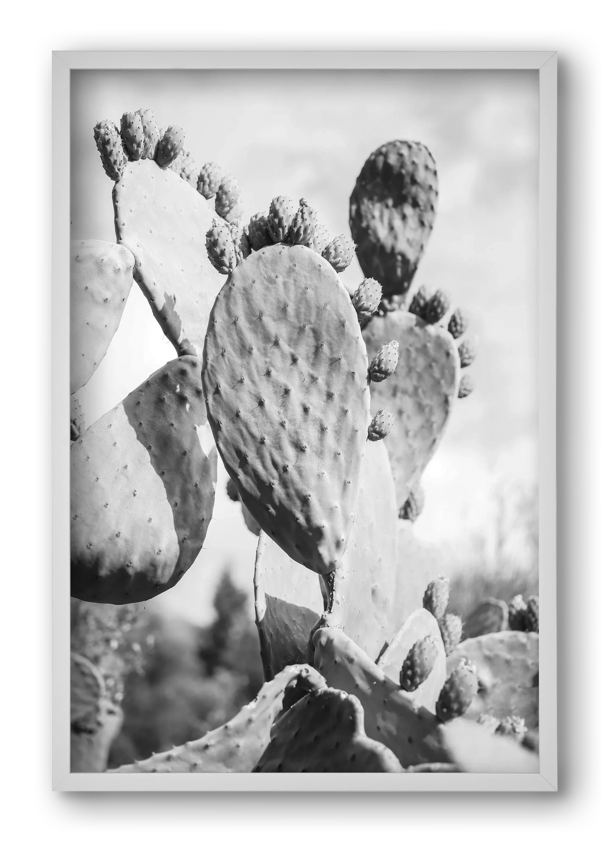 Cacti Cowboy - artbridge