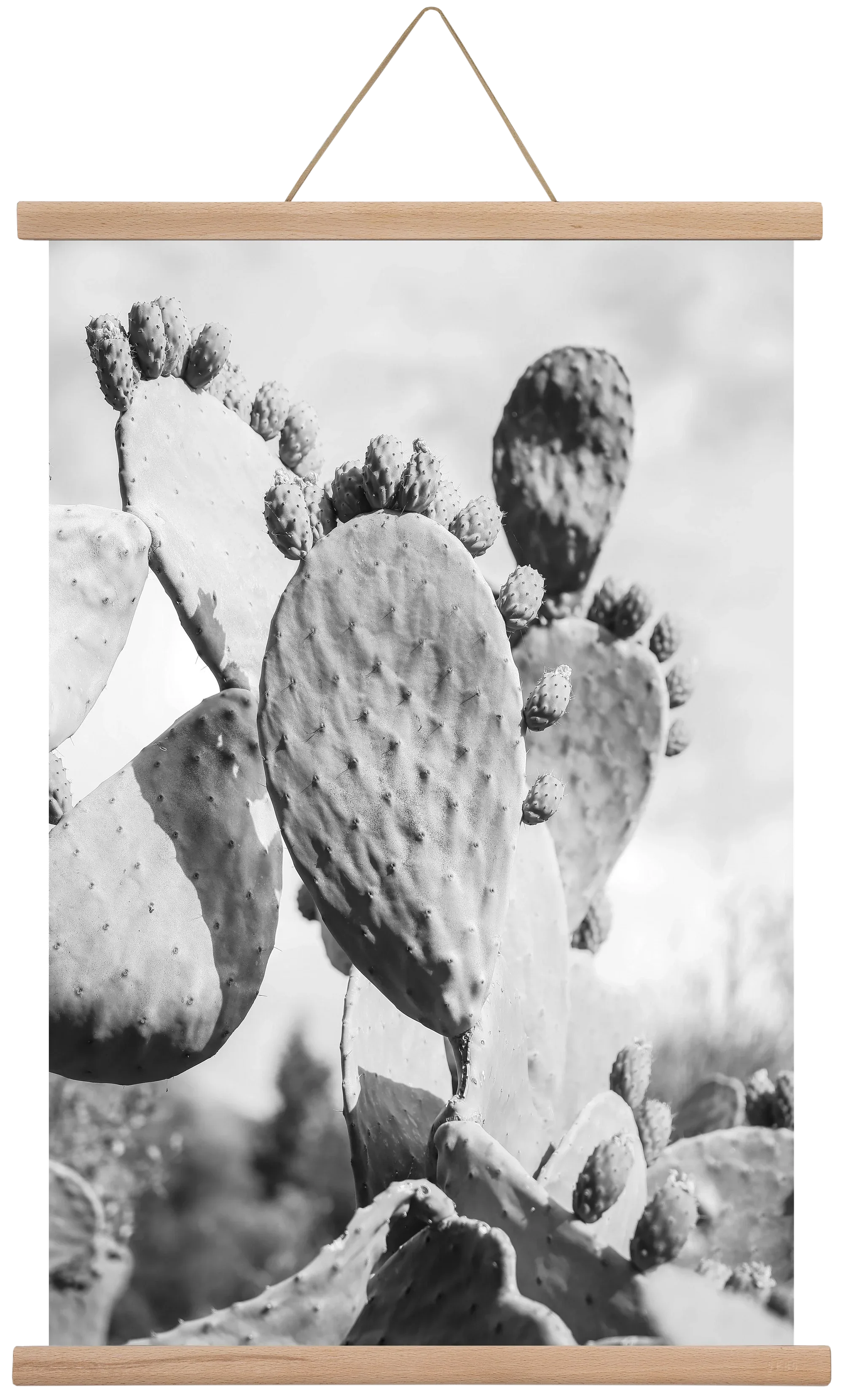 Cacti Cowboy - artbridge