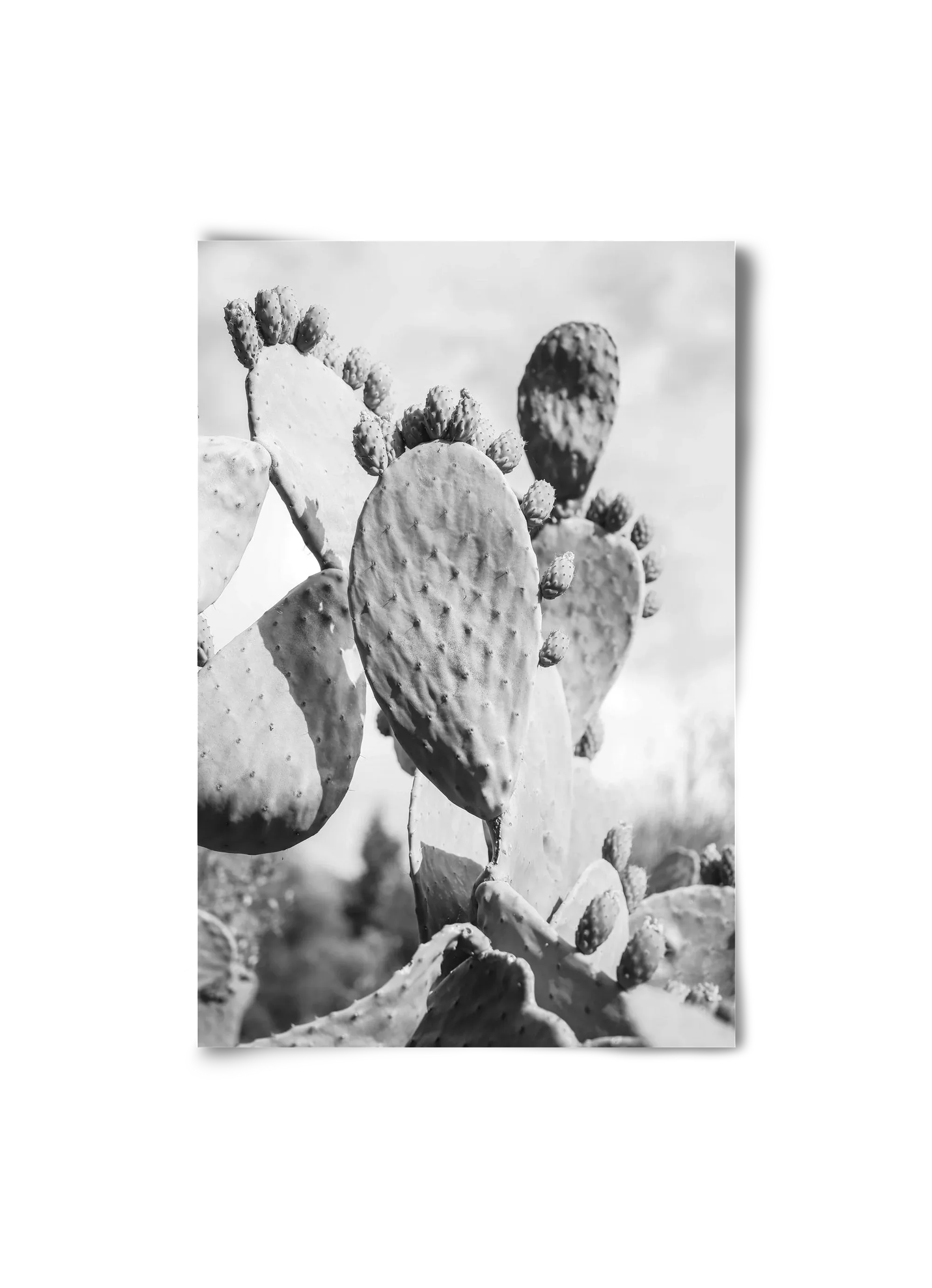 Cacti Cowboy - artbridge