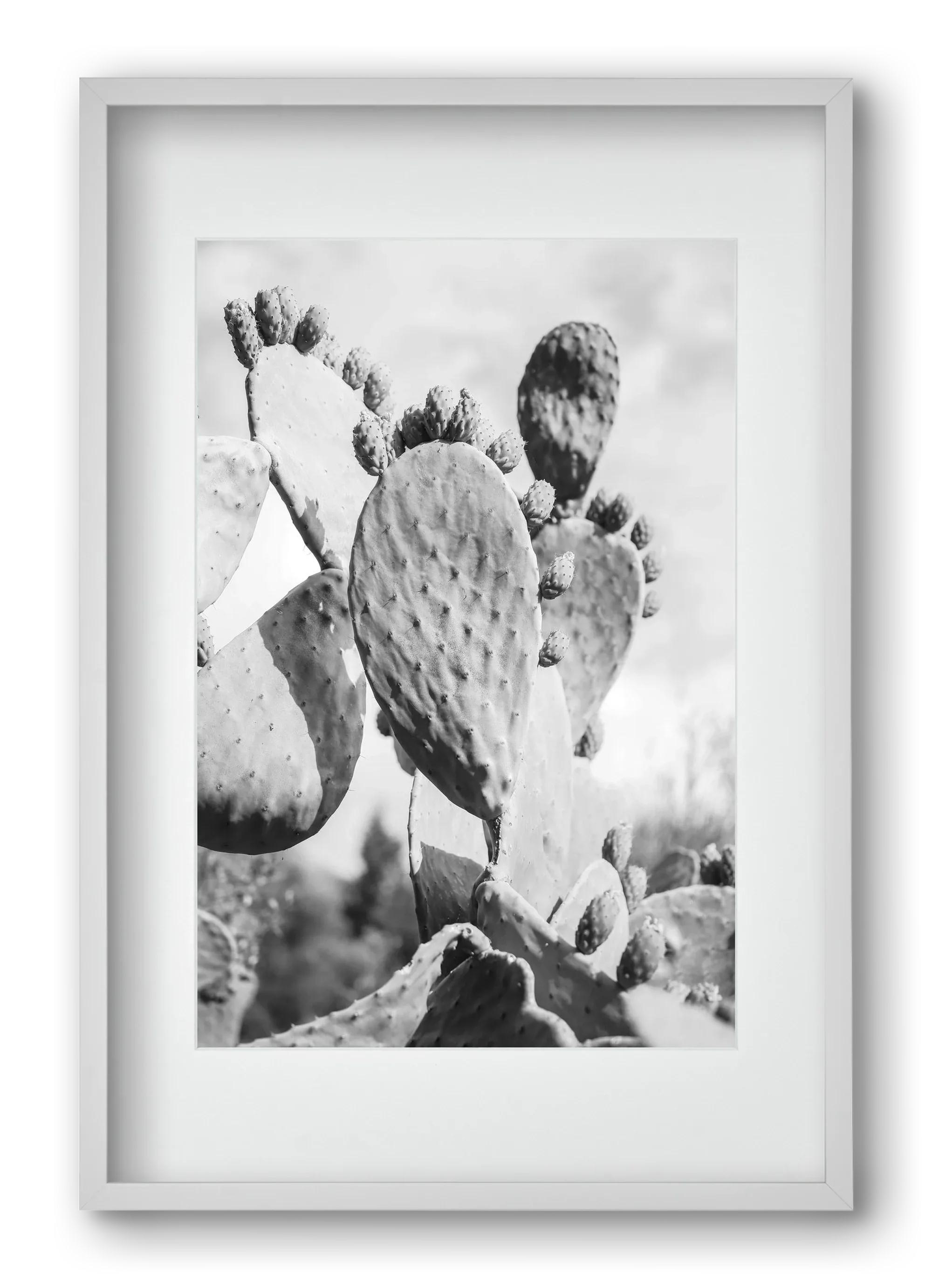 Cacti Cowboy - artbridge