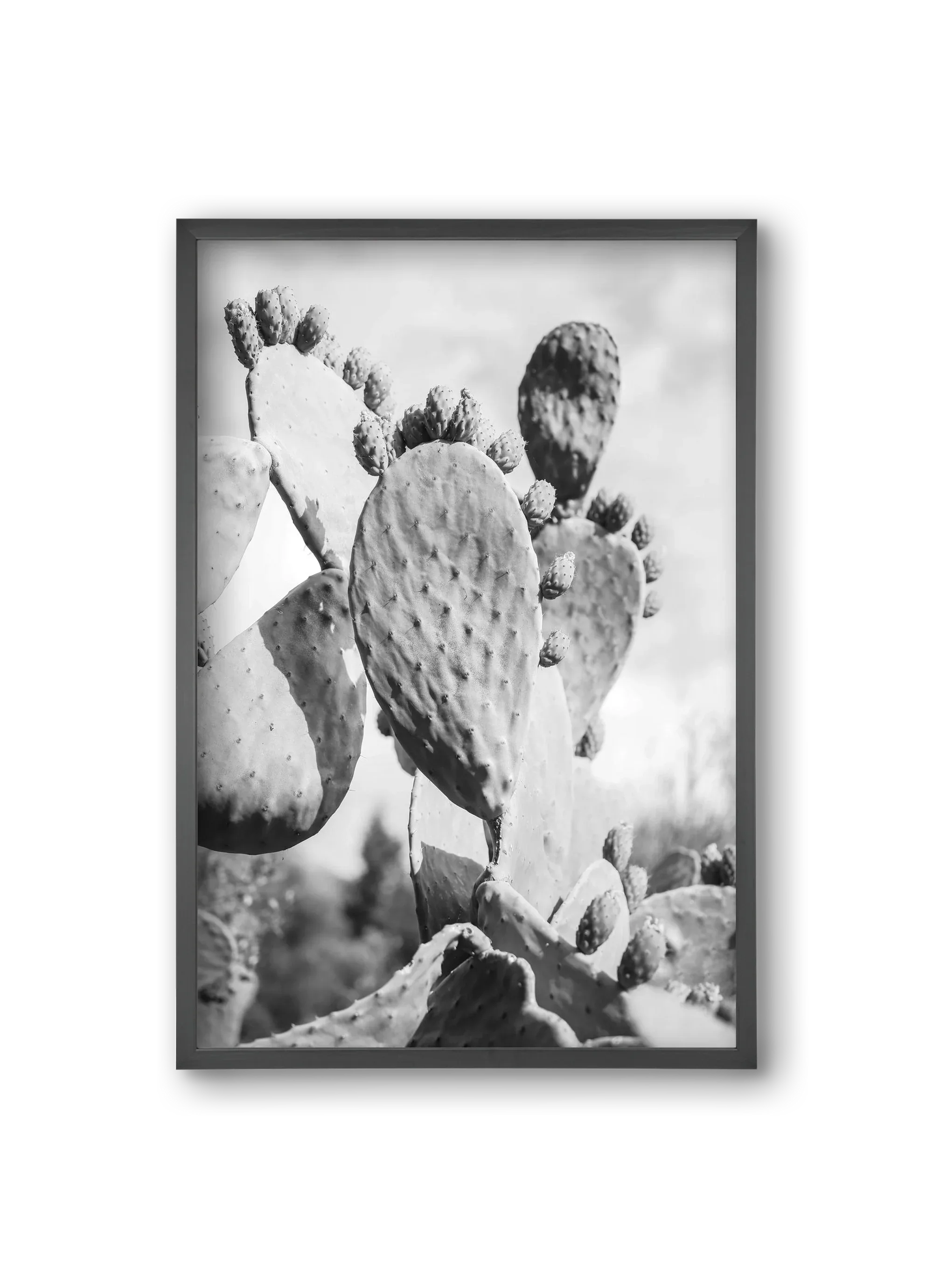 Cacti Cowboy - artbridge