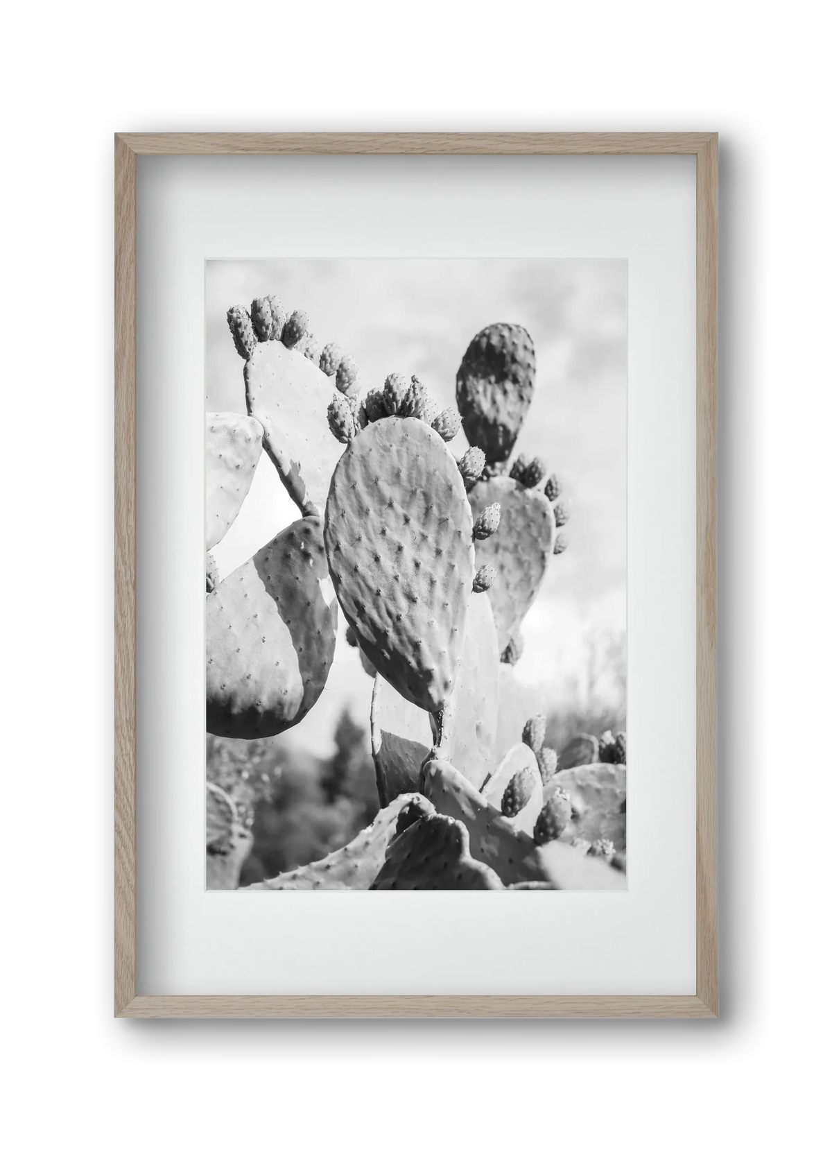 Cacti Cowboy - artbridge