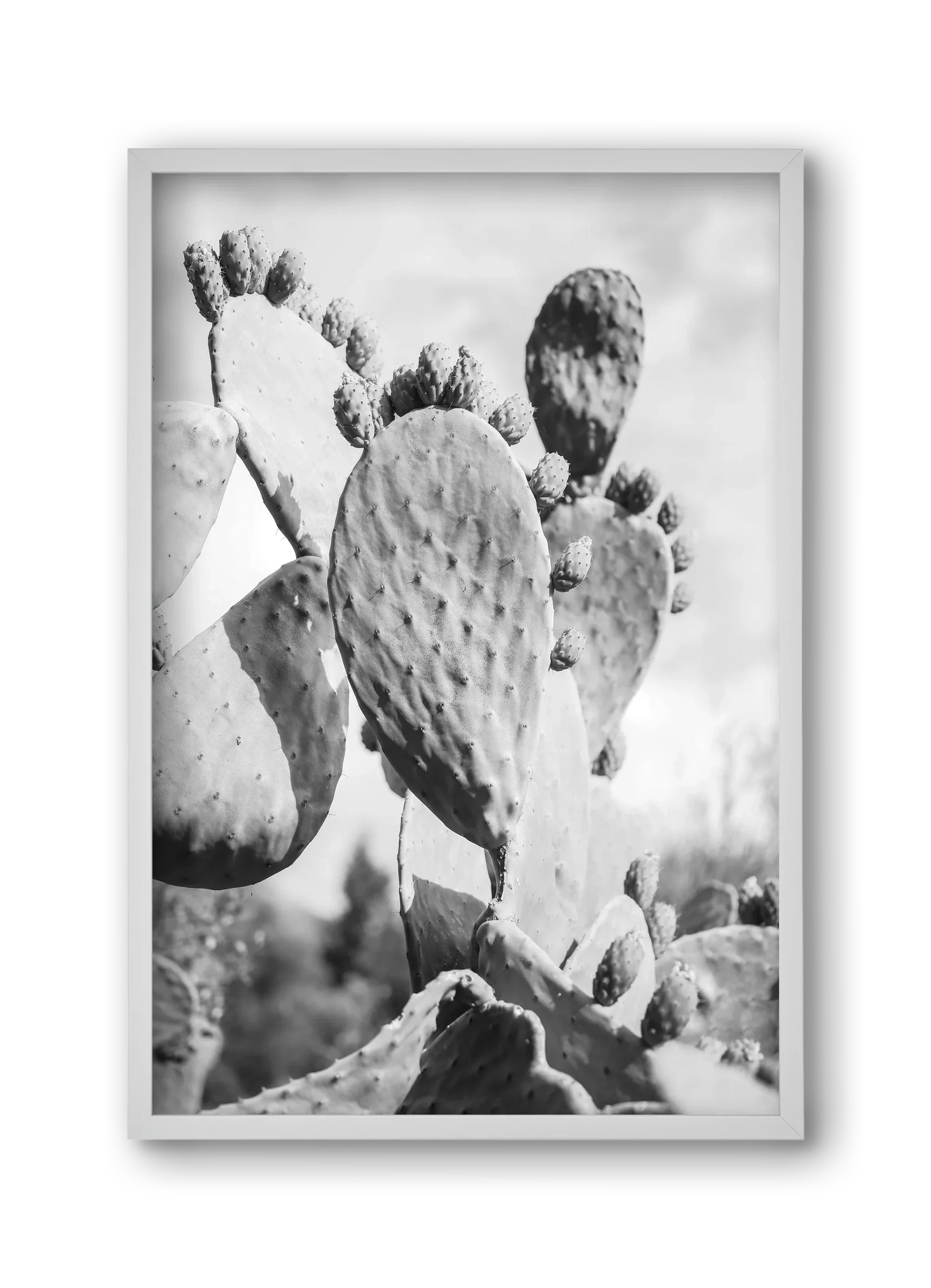 Cacti Cowboy - artbridge