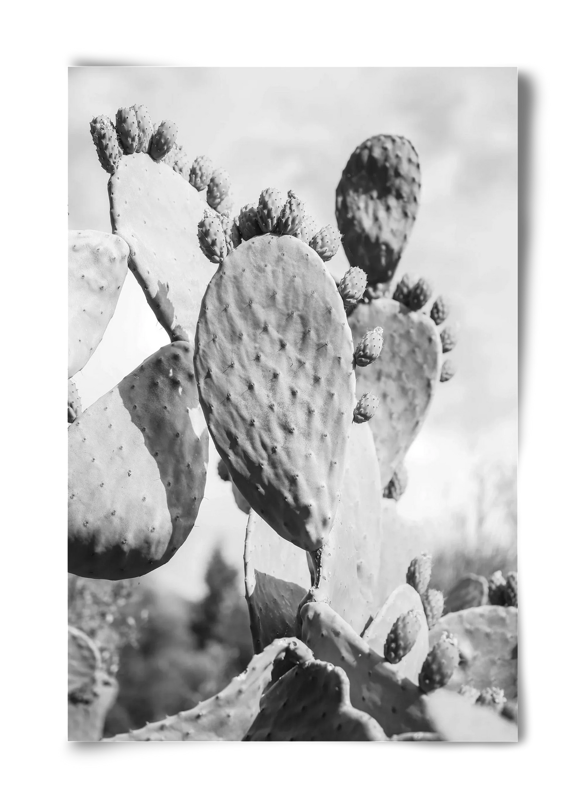Cacti Cowboy - artbridge
