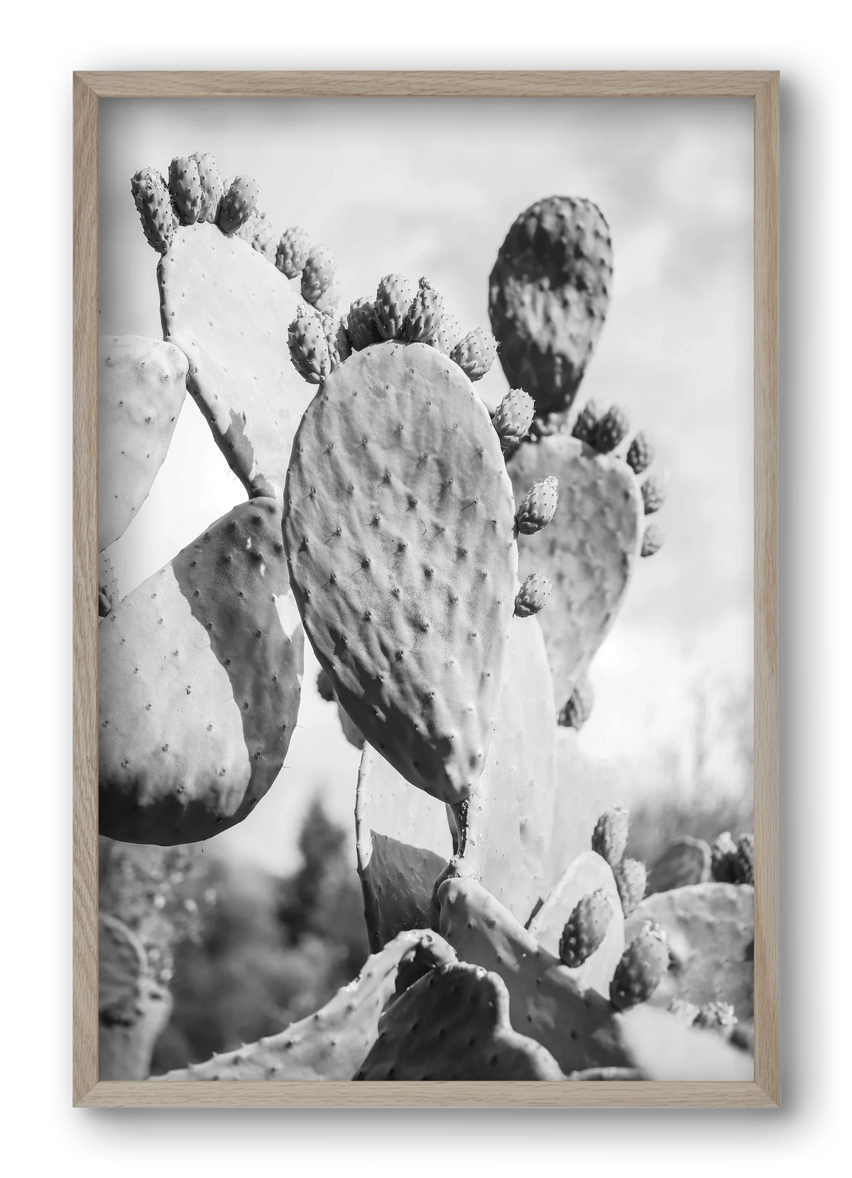 Cacti Cowboy - artbridge