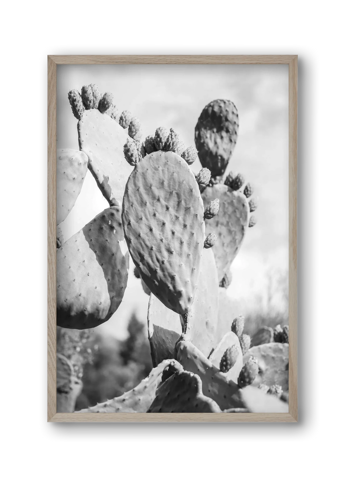 Cacti Cowboy - artbridge