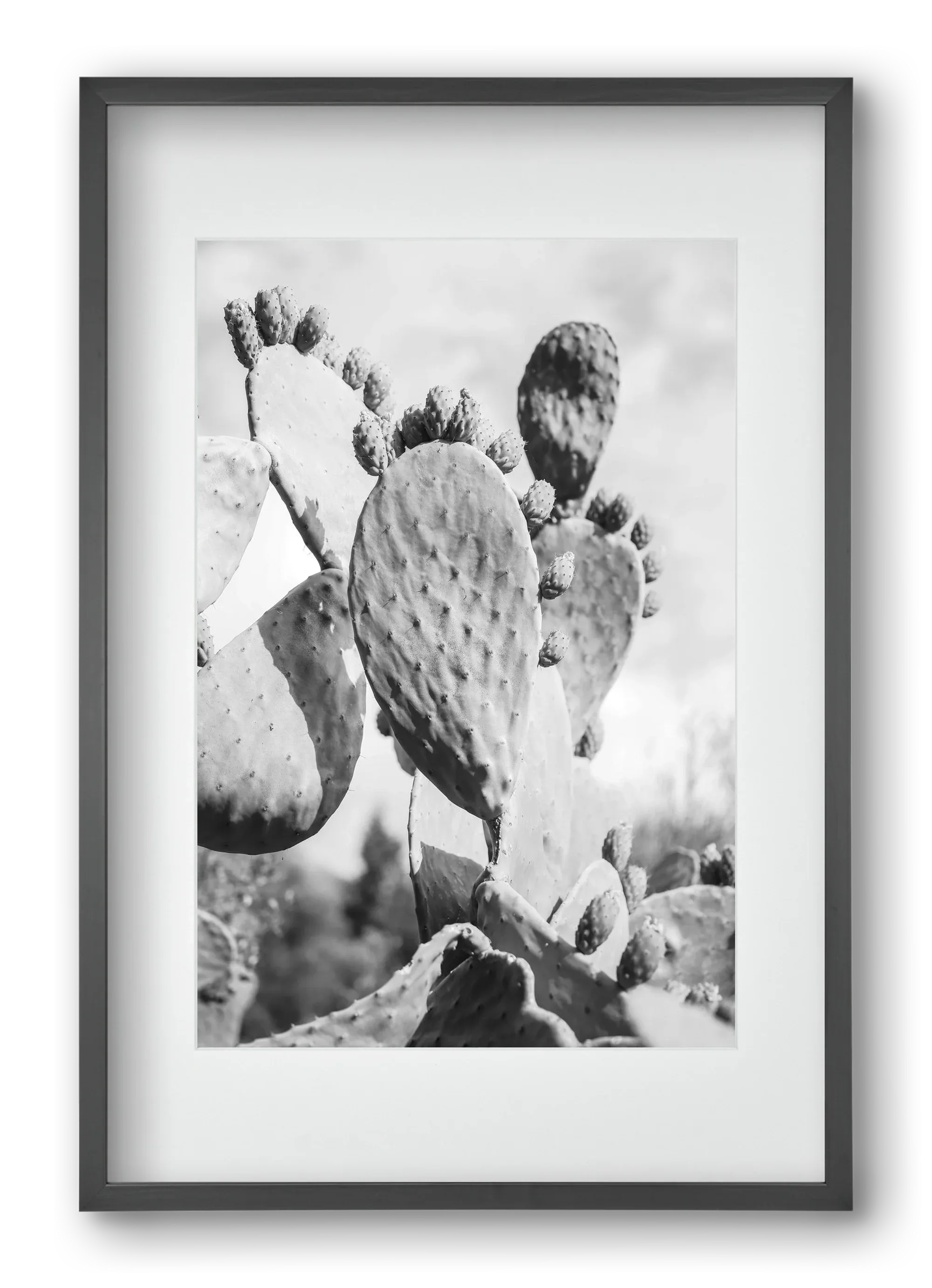 Cacti Cowboy - artbridge