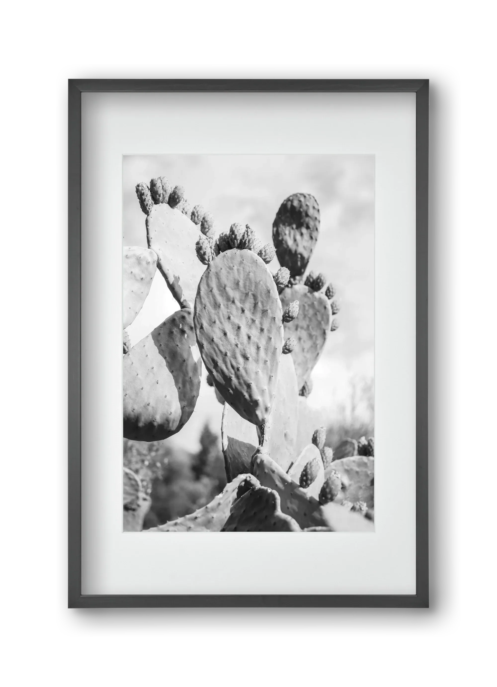 Cacti Cowboy - artbridge
