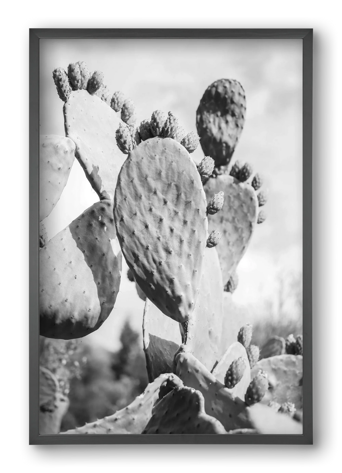 Cacti Cowboy - artbridge