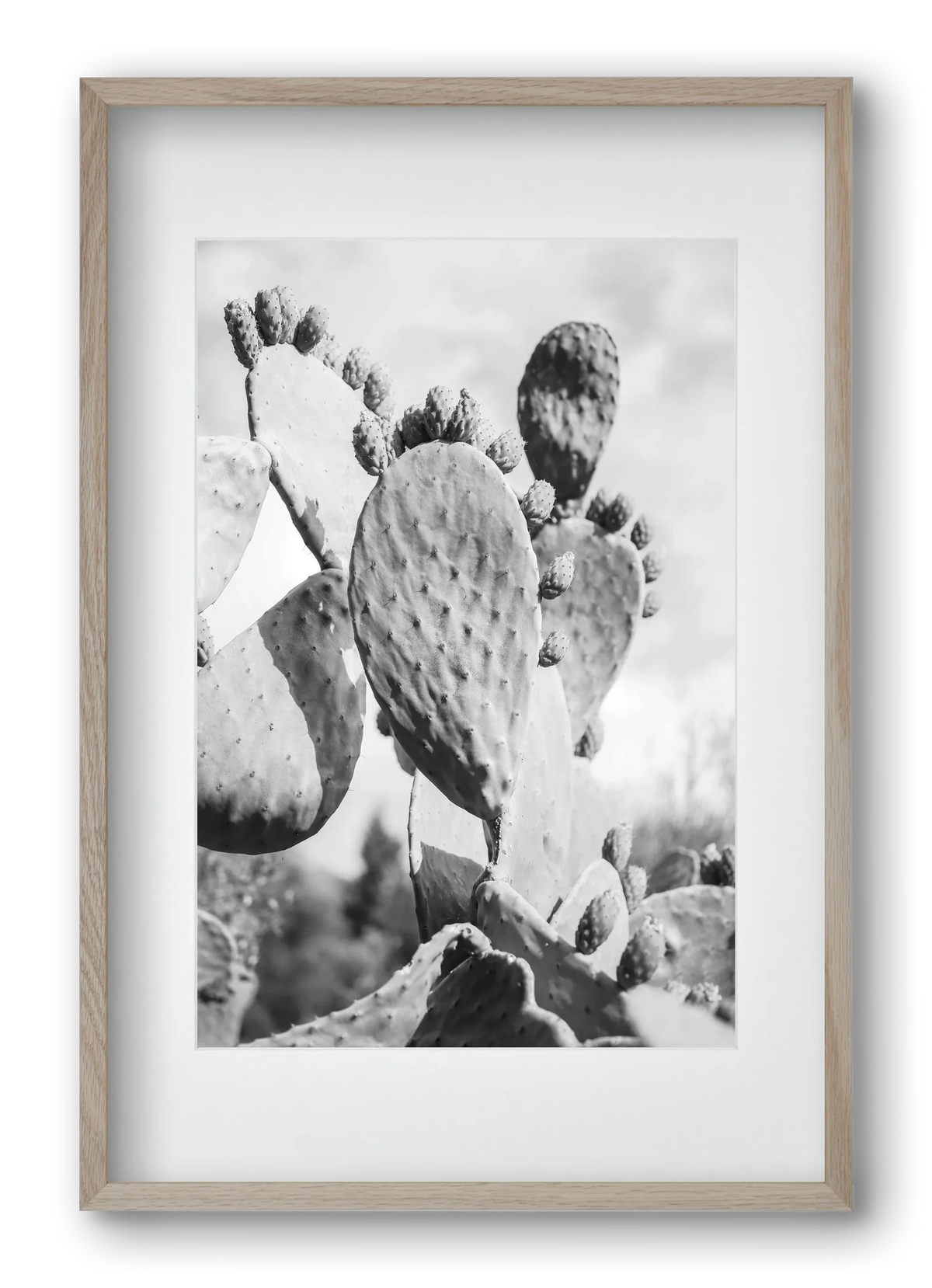 Cacti Cowboy - artbridge