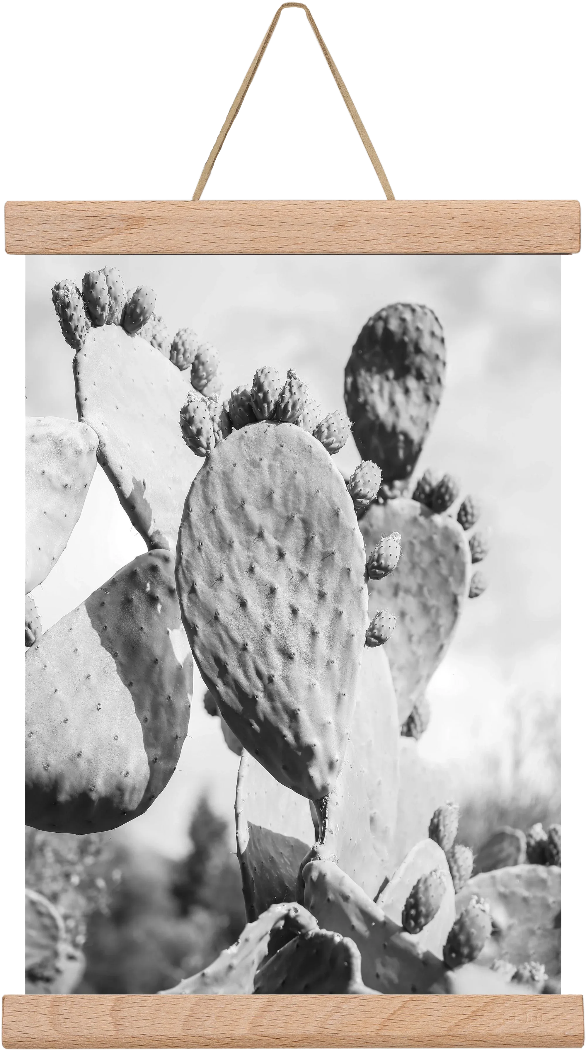 Cacti Cowboy - artbridge
