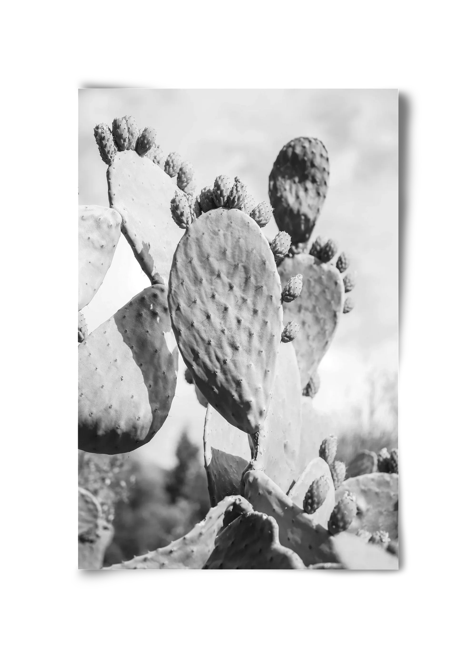 Cacti Cowboy - artbridge