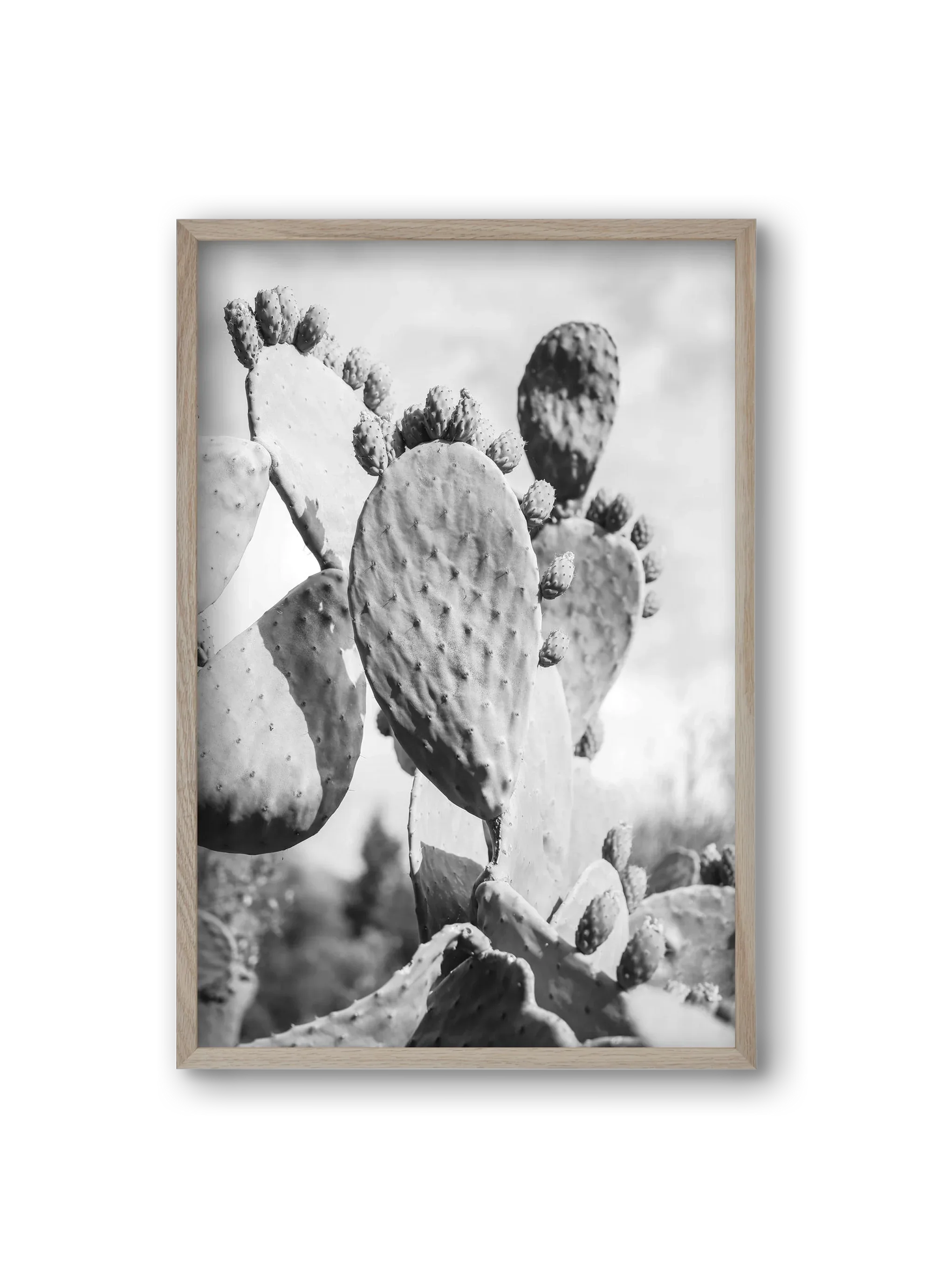 Cacti Cowboy - artbridge