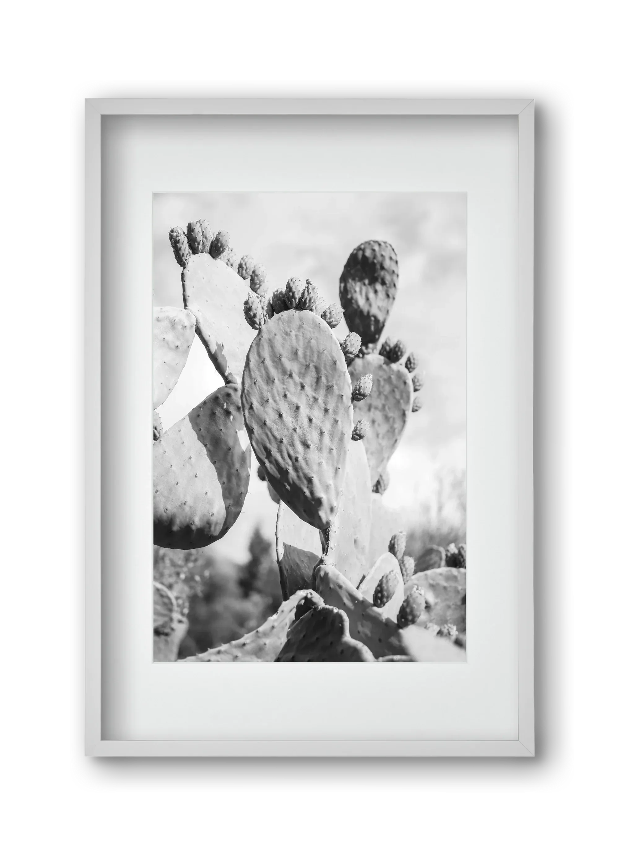 Cacti Cowboy - artbridge