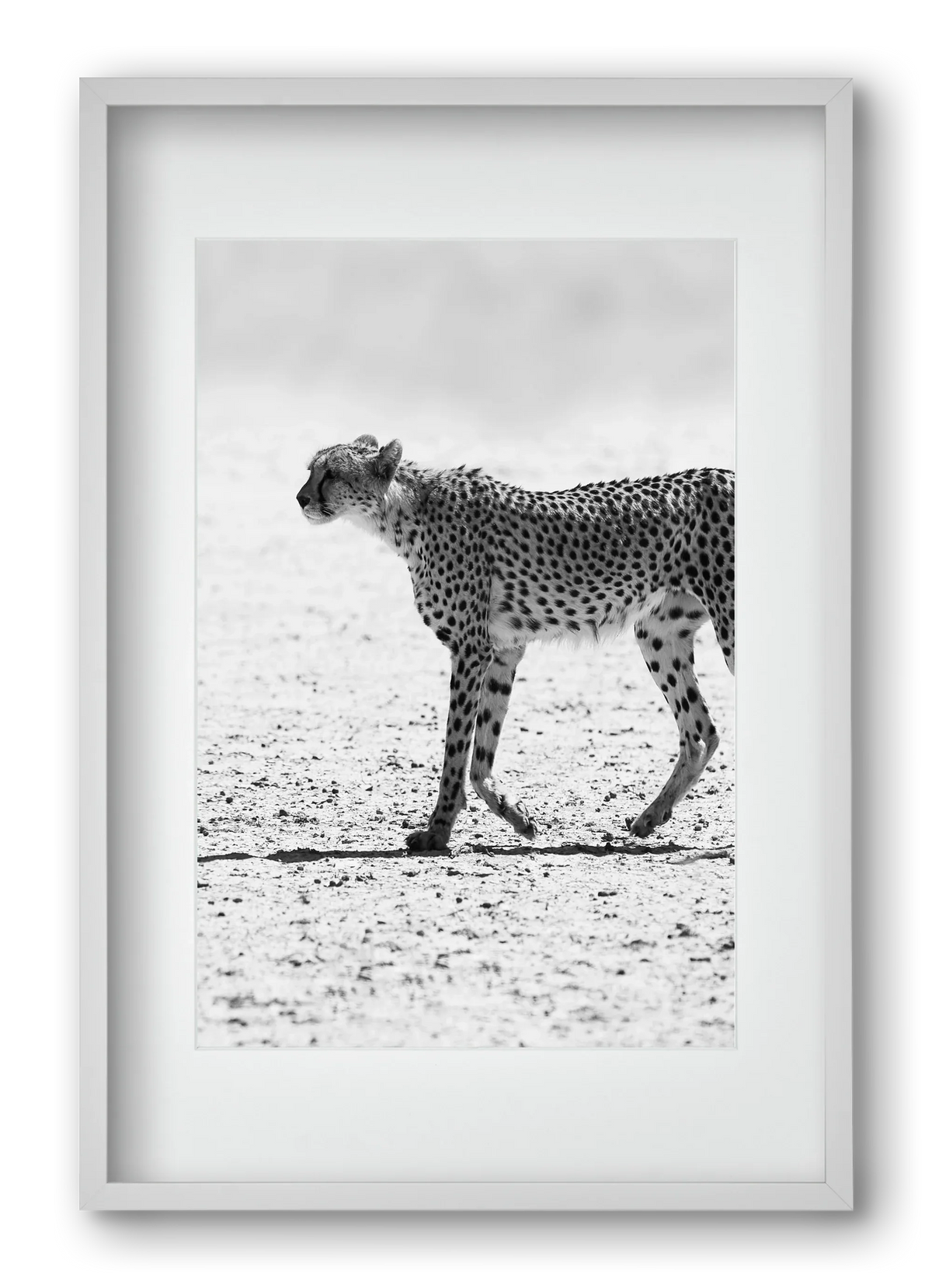 Cheetah - artbridge