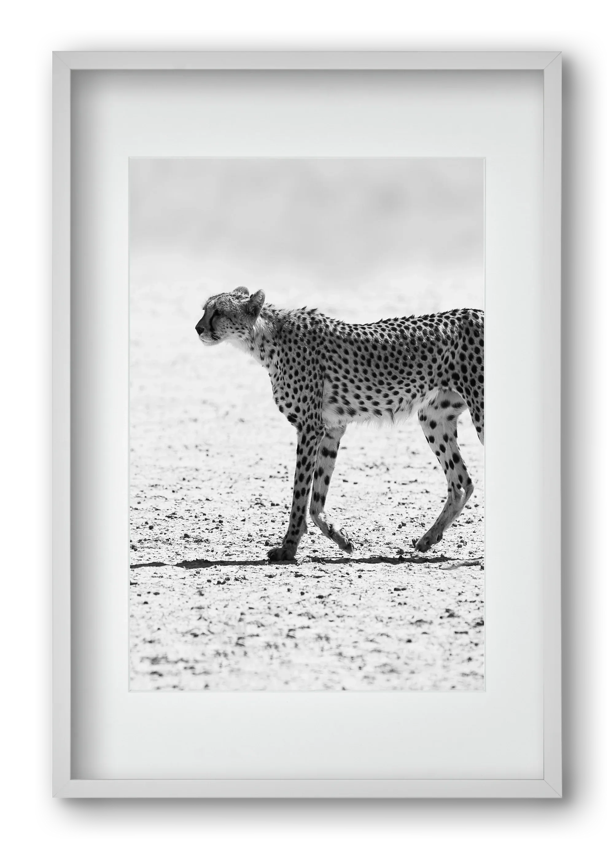 Cheetah - artbridge