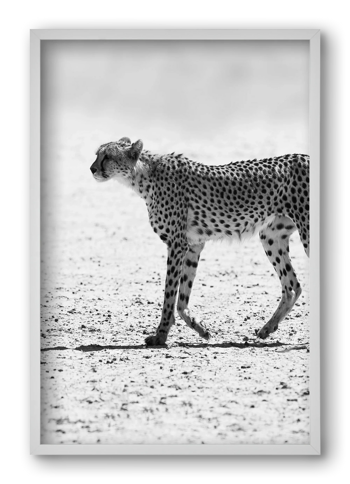 Cheetah - artbridge