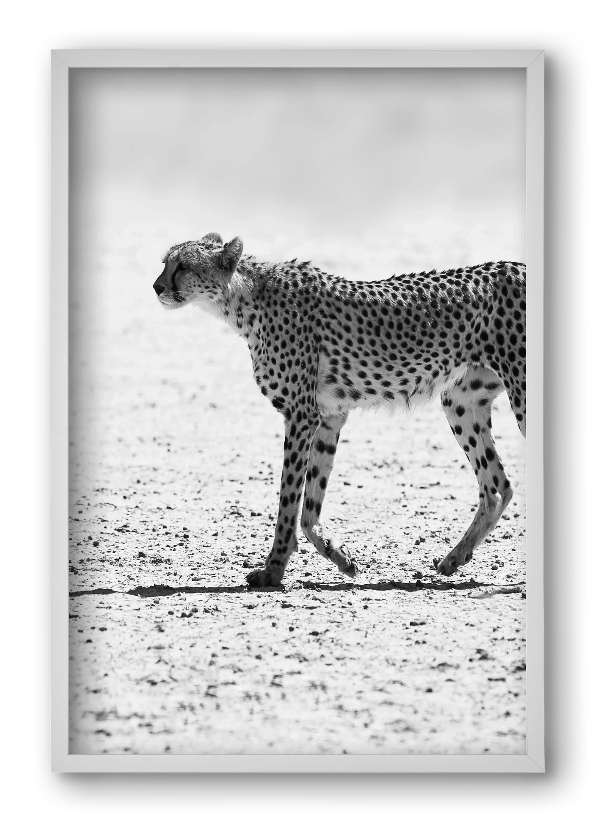 Cheetah - artbridge