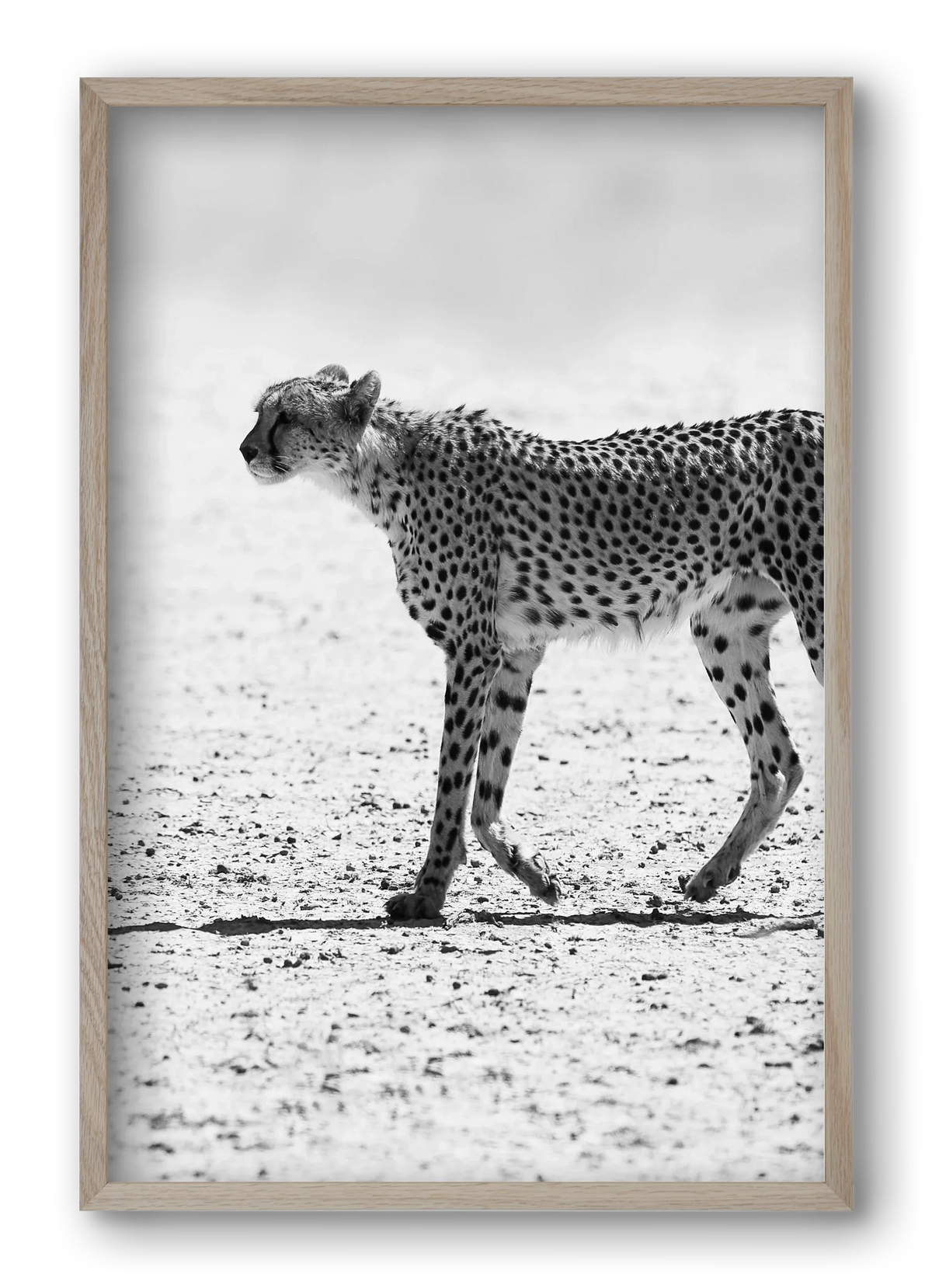 Cheetah - artbridge