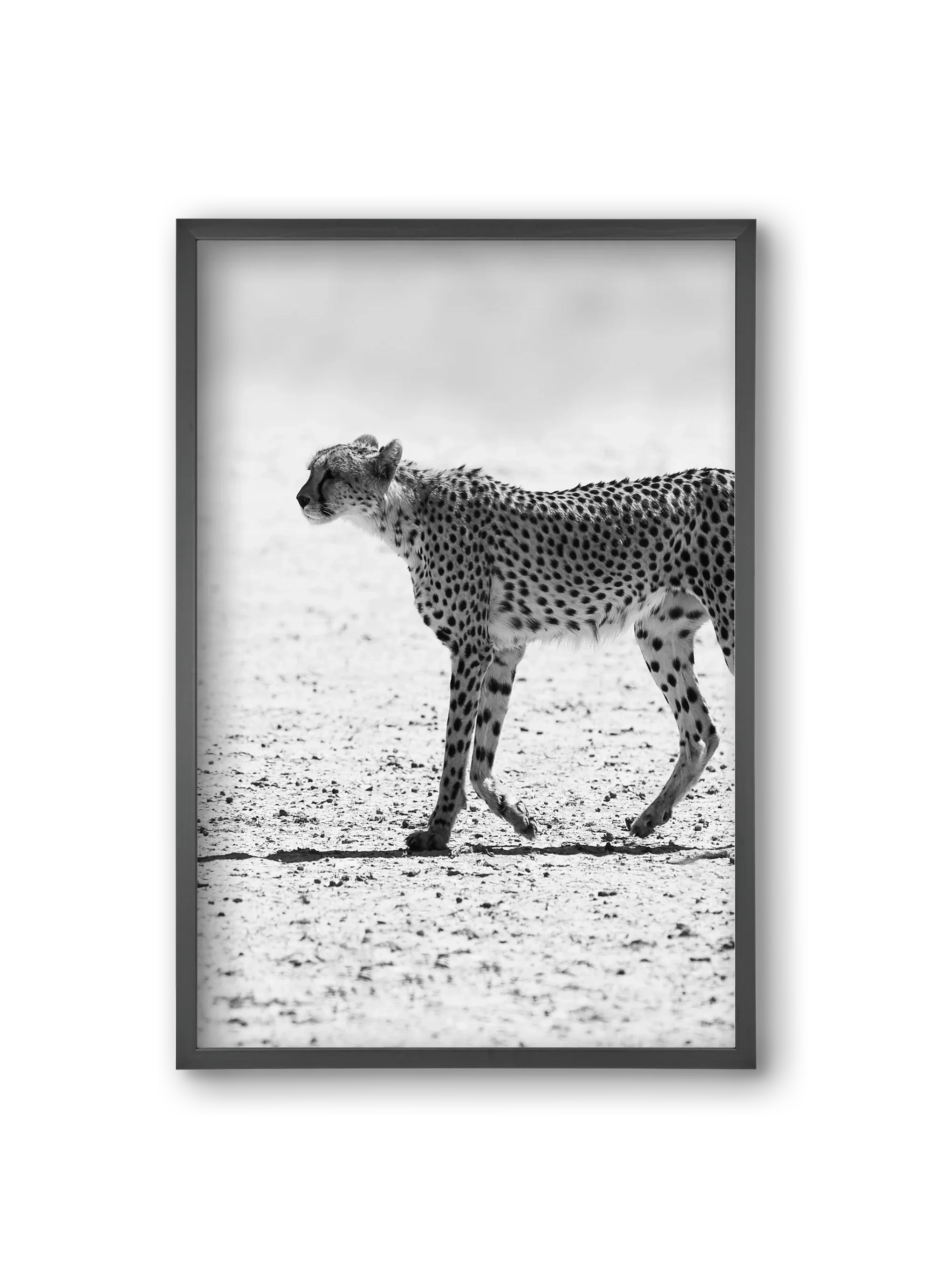 Cheetah - artbridge