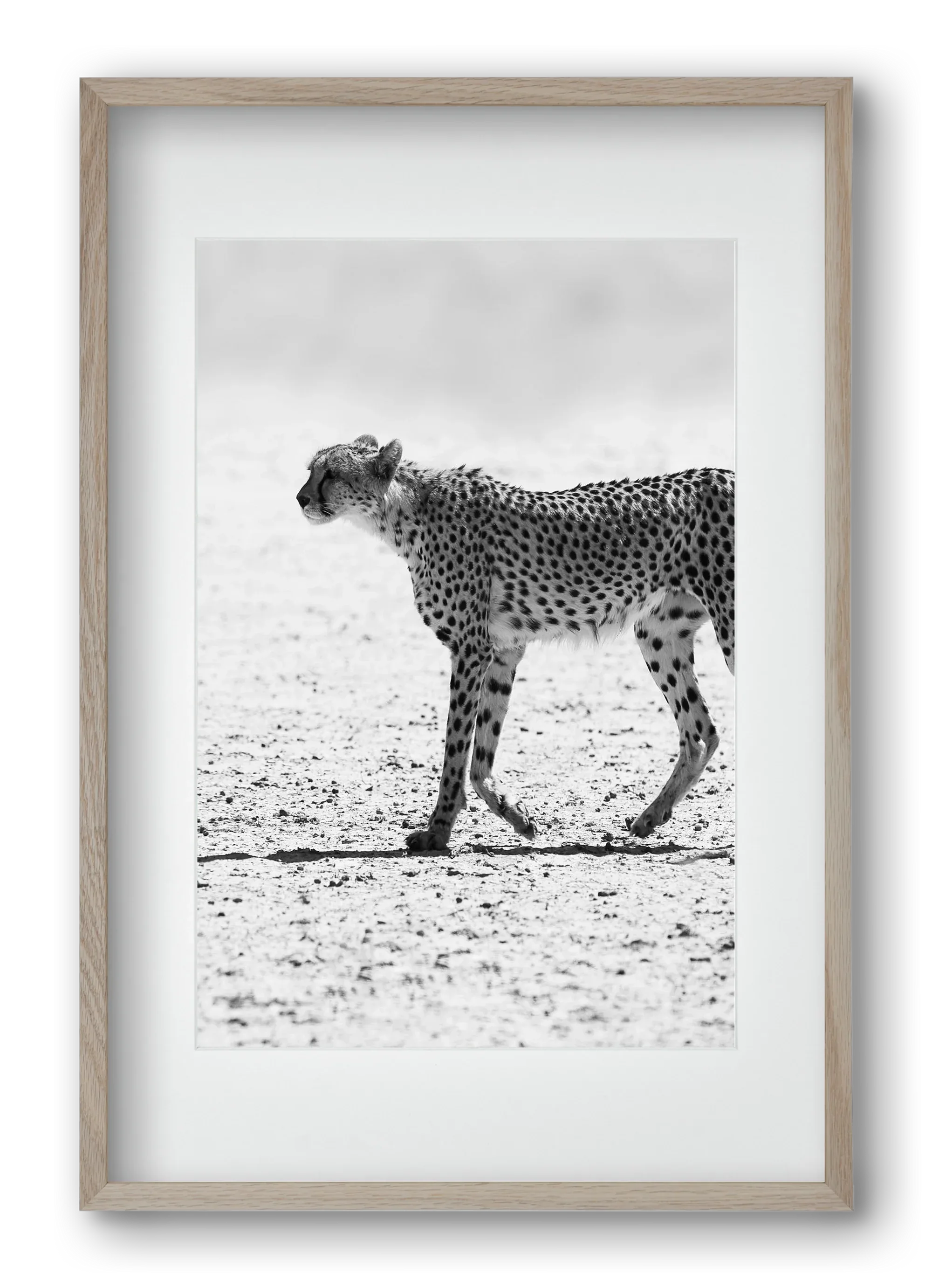 Cheetah - artbridge