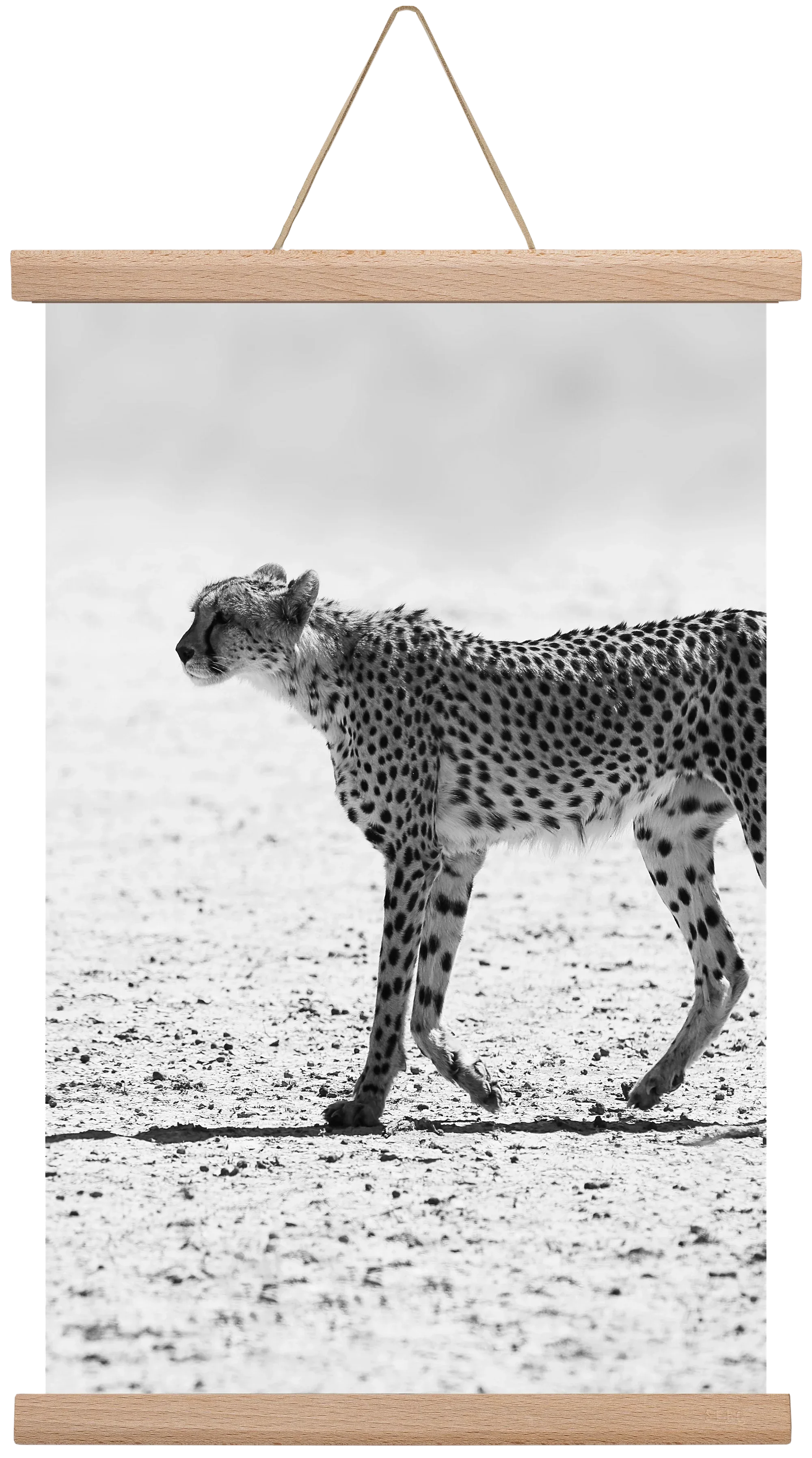 Cheetah - artbridge